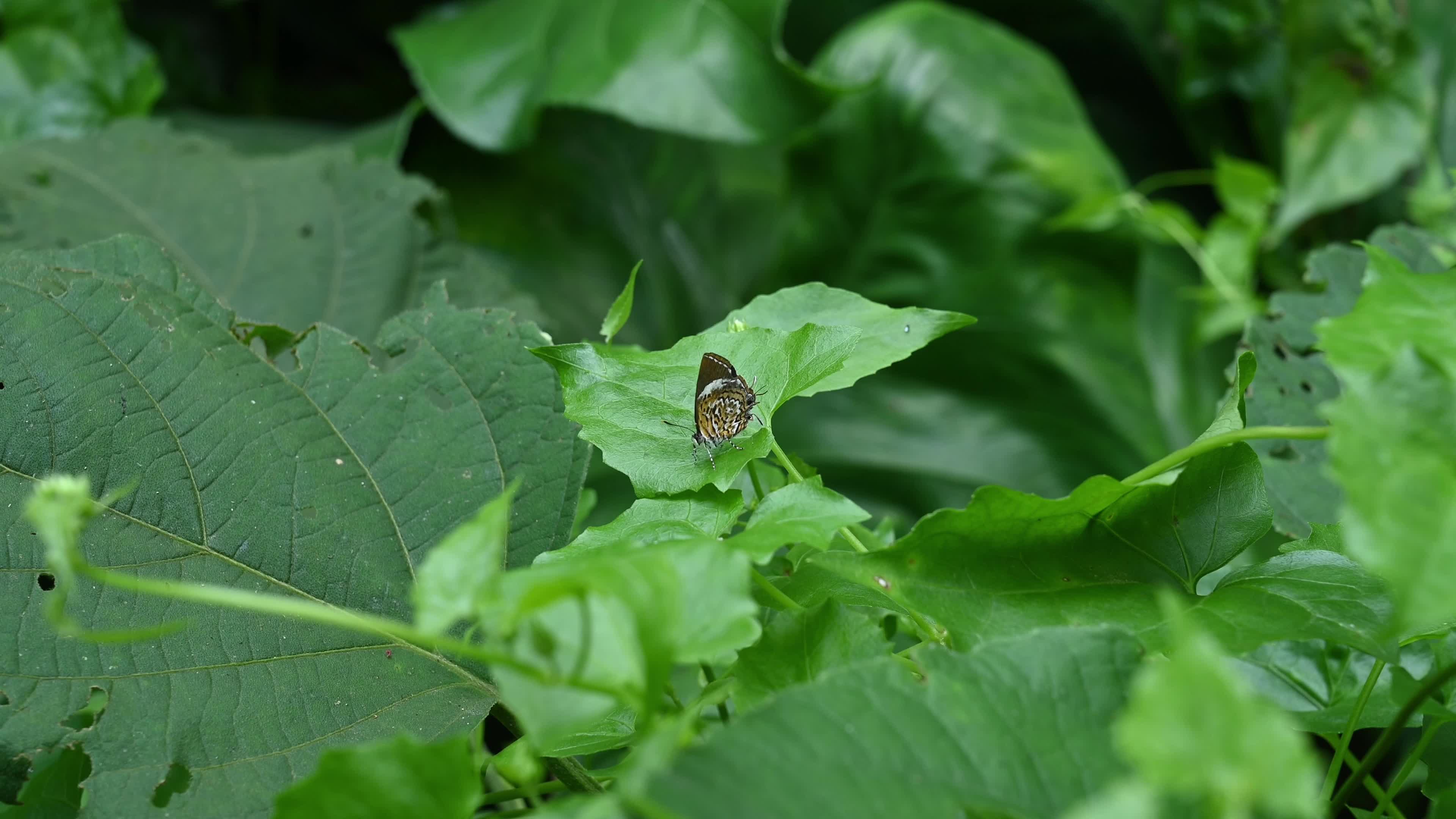 Monkey puzzle butterfly - Rathinda amor - Animal India 