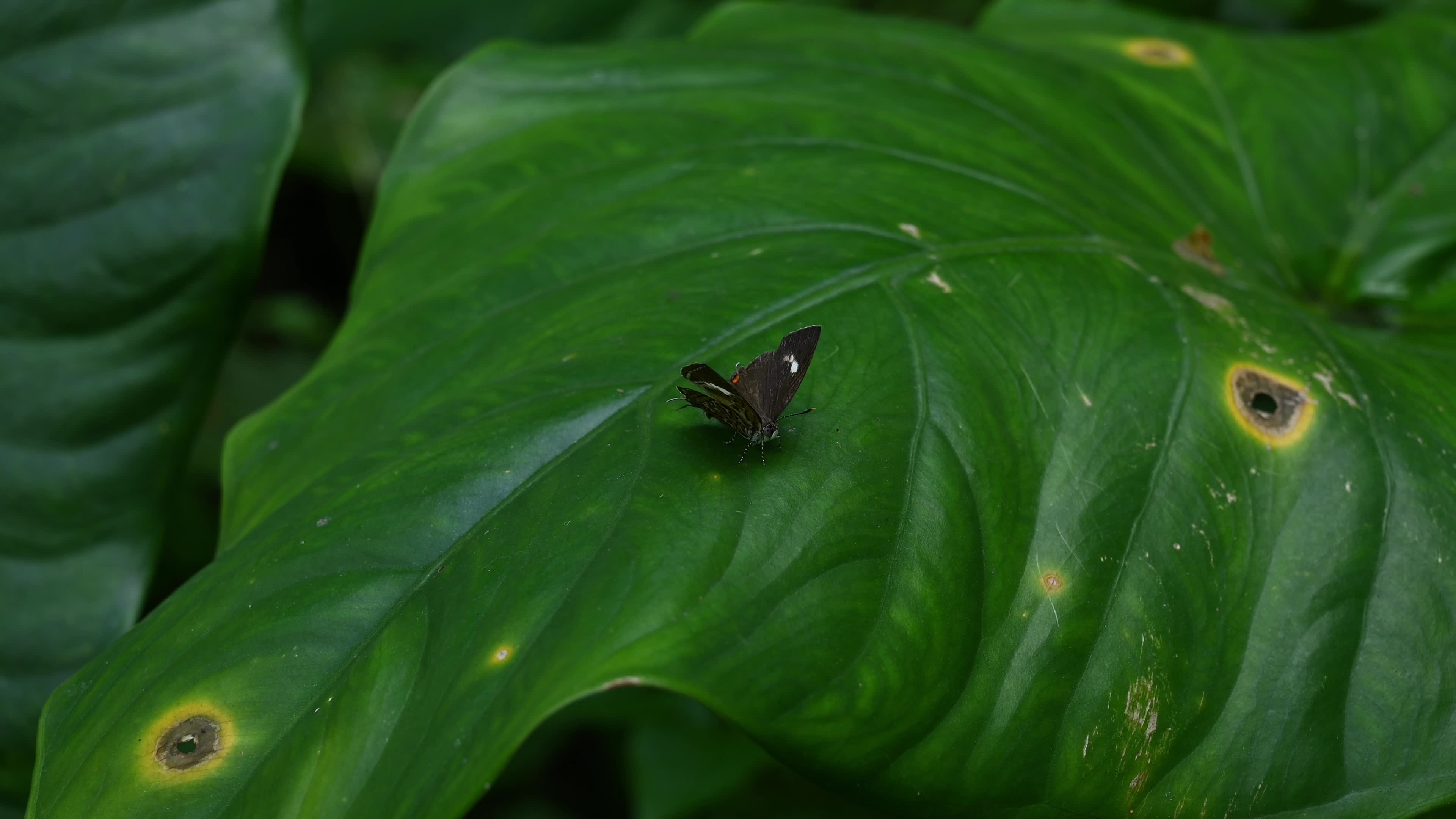 Monkey puzzle butterfly - Rathinda amor - Animal India 