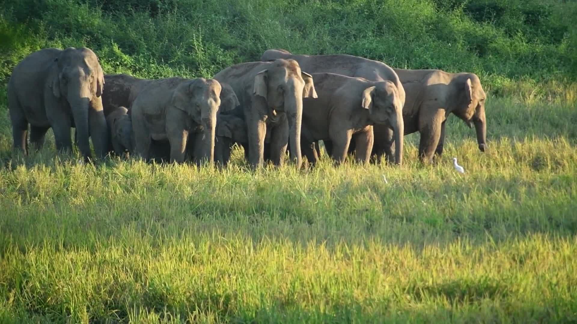 Assam NGO &#x27;Hati Bondhu&#x27; plugged human-animal conflict by cultivating food for wild elephants in India