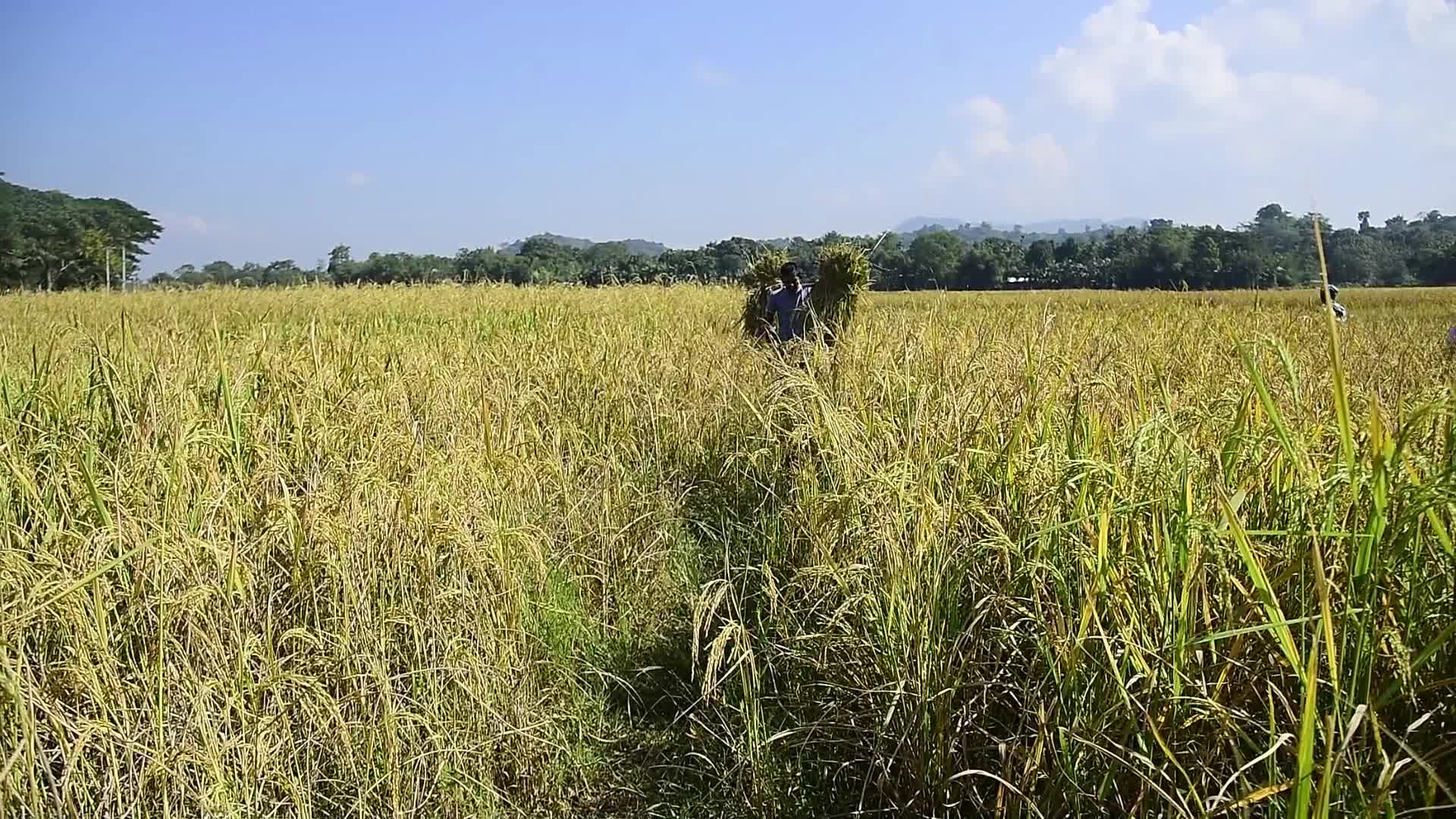 Rice Harvest in India