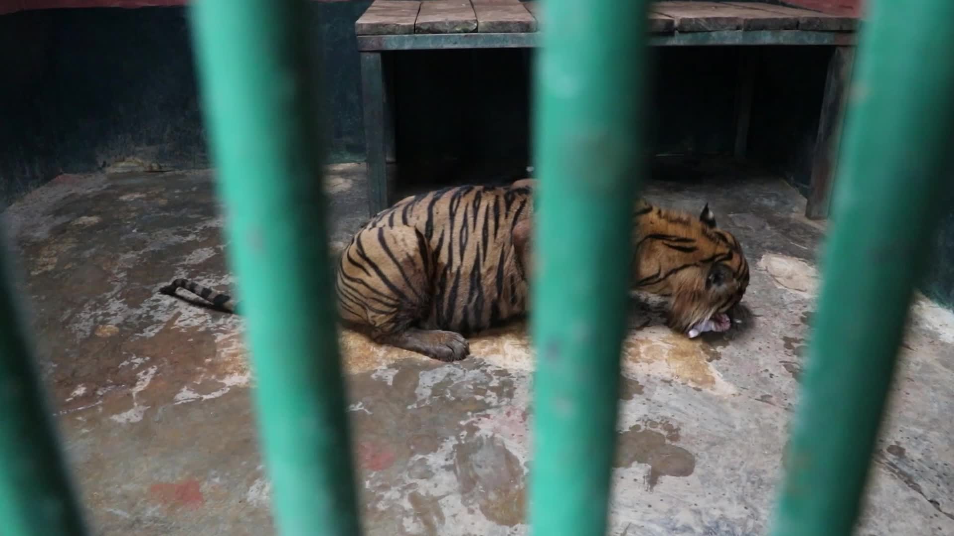 Feeding Sumaterang Tiger At Ragunan Zoo, Jakarta