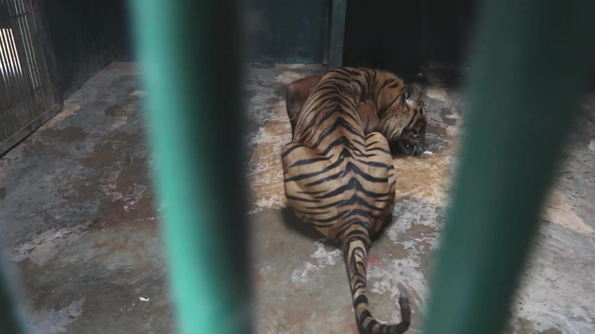 Feeding Sumaterang Tiger At Ragunan Zoo, Jakarta
