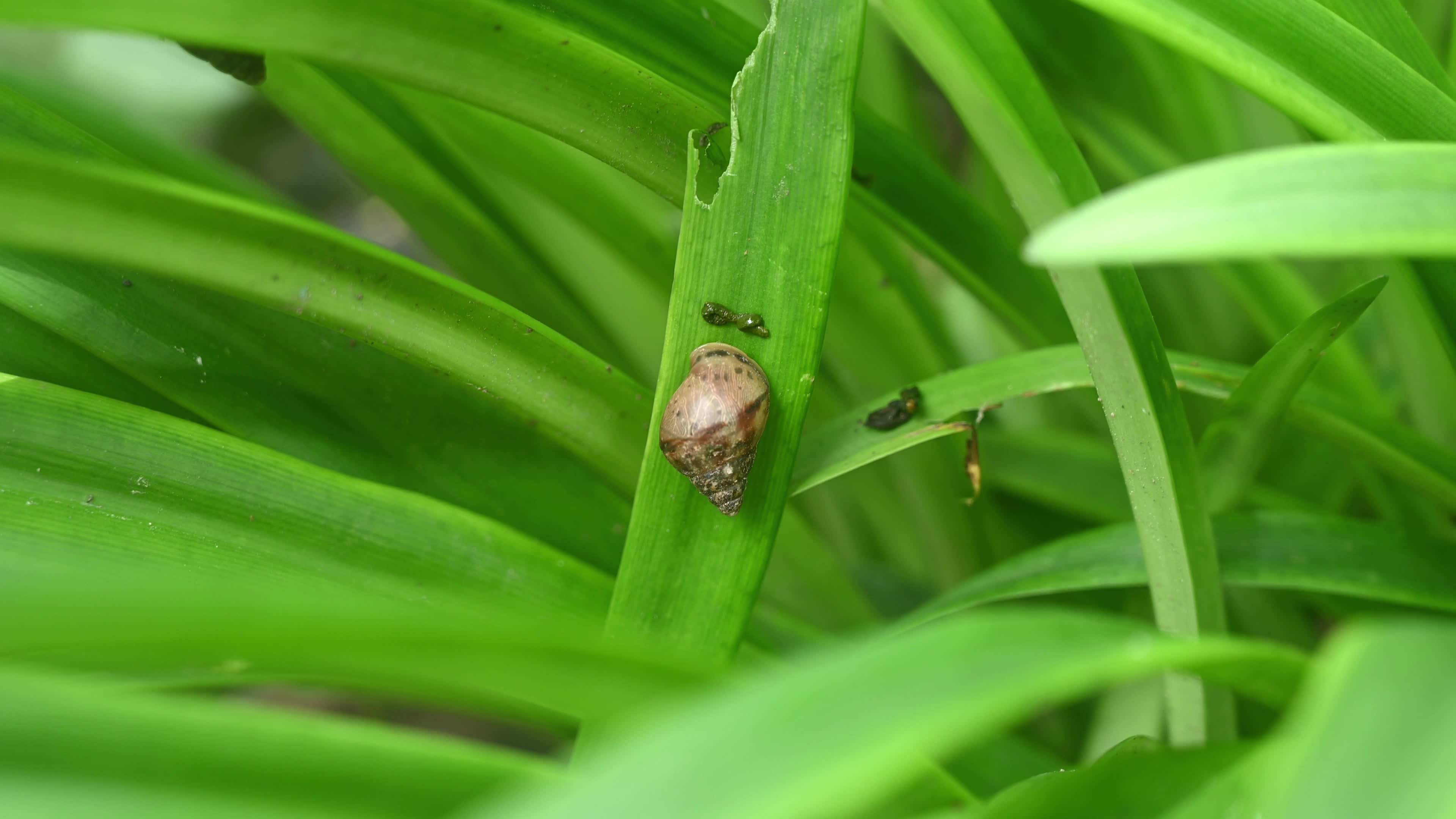 Giant African Land Snail - Jersey Lily - Animal India 