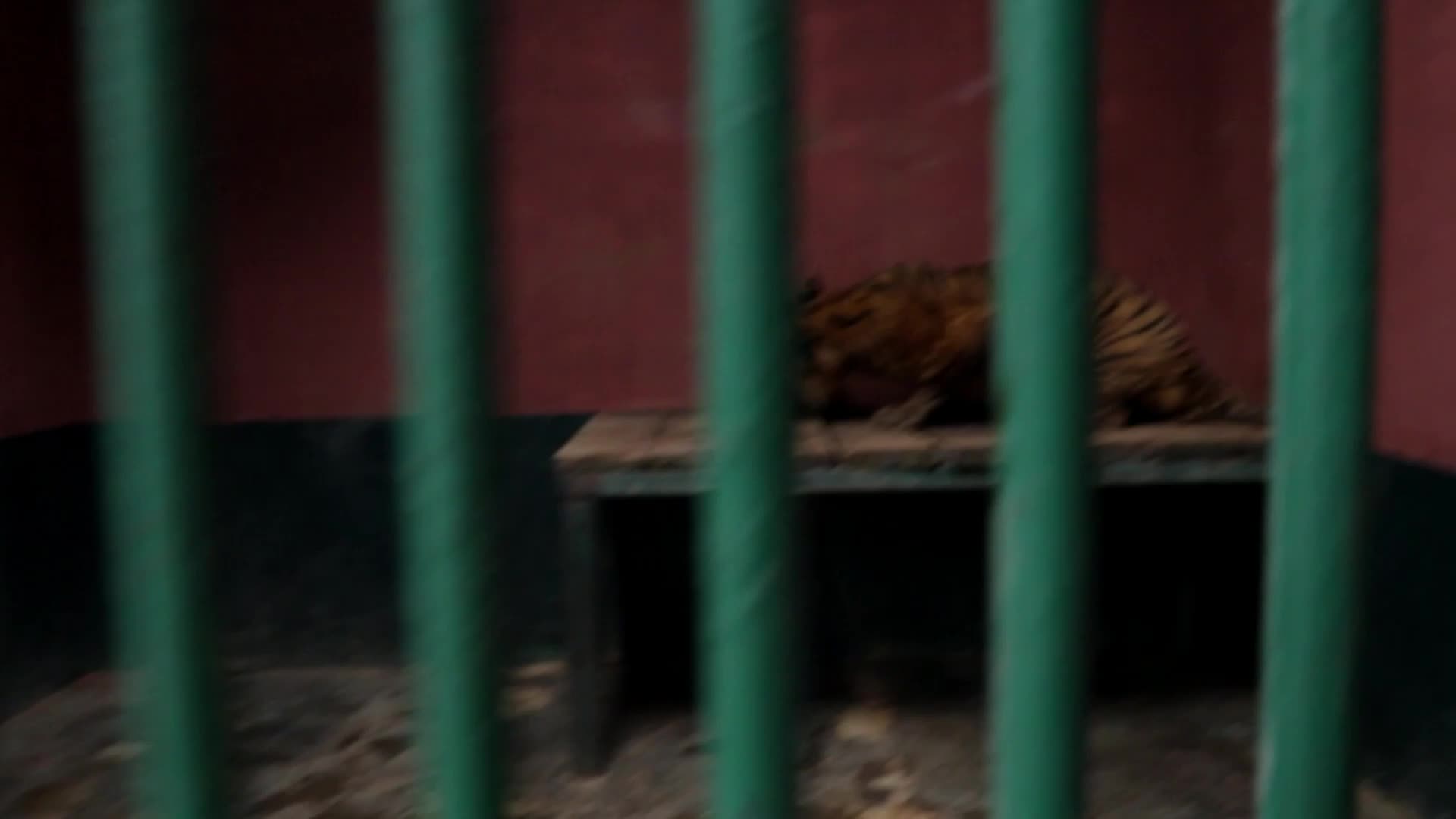 Feeding Sumaterang Tiger At Ragunan Zoo, Jakarta