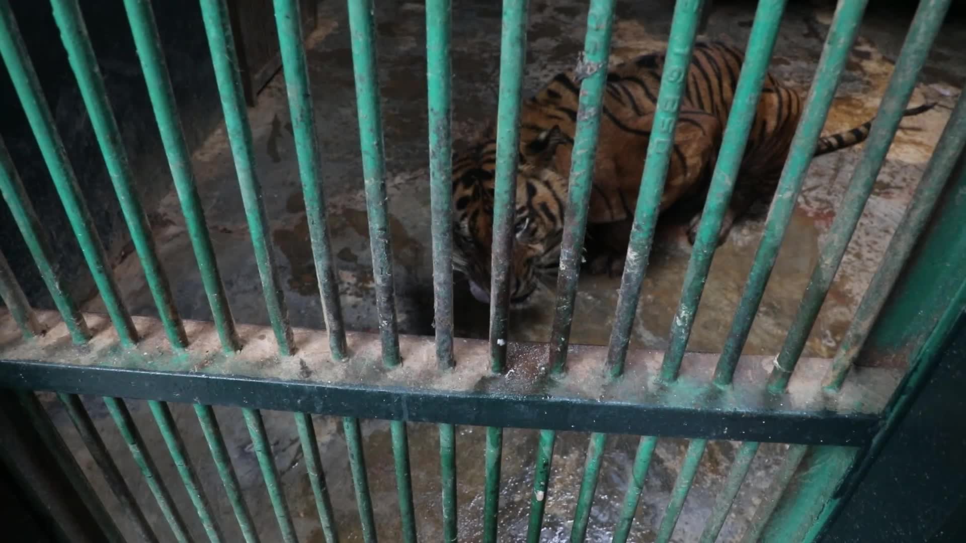 Feeding Sumaterang Tiger At Ragunan Zoo, Jakarta