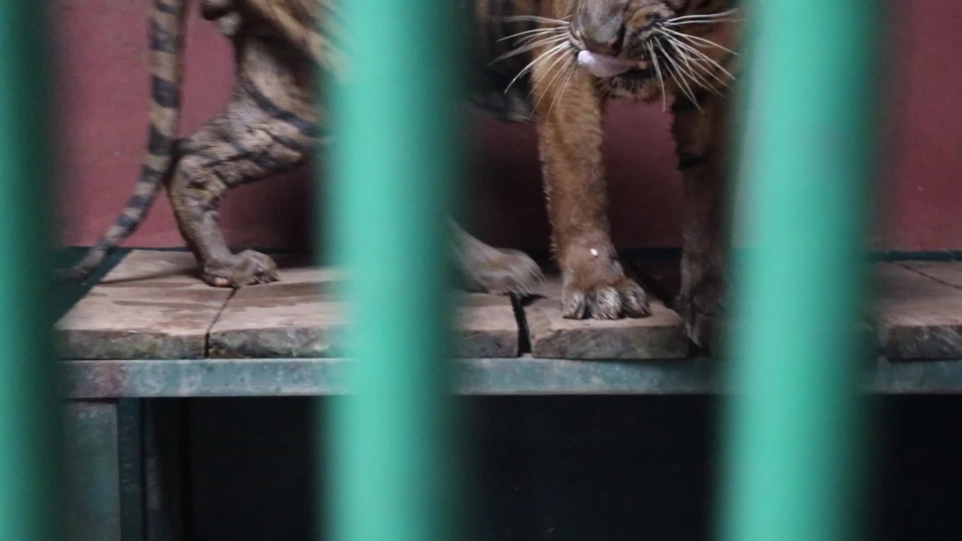 Feeding Sumaterang Tiger At Ragunan Zoo, Jakarta