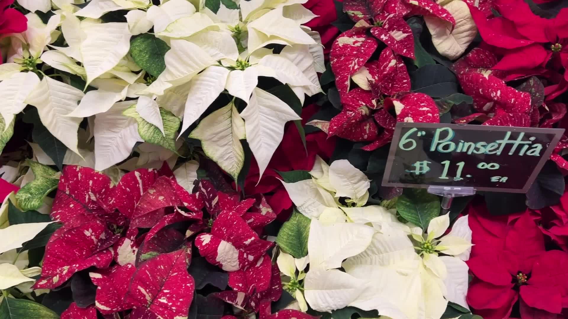 Poinsettia plants ahead of the Christmas season