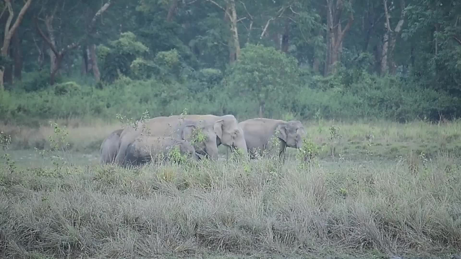 Human-animal conflict in India