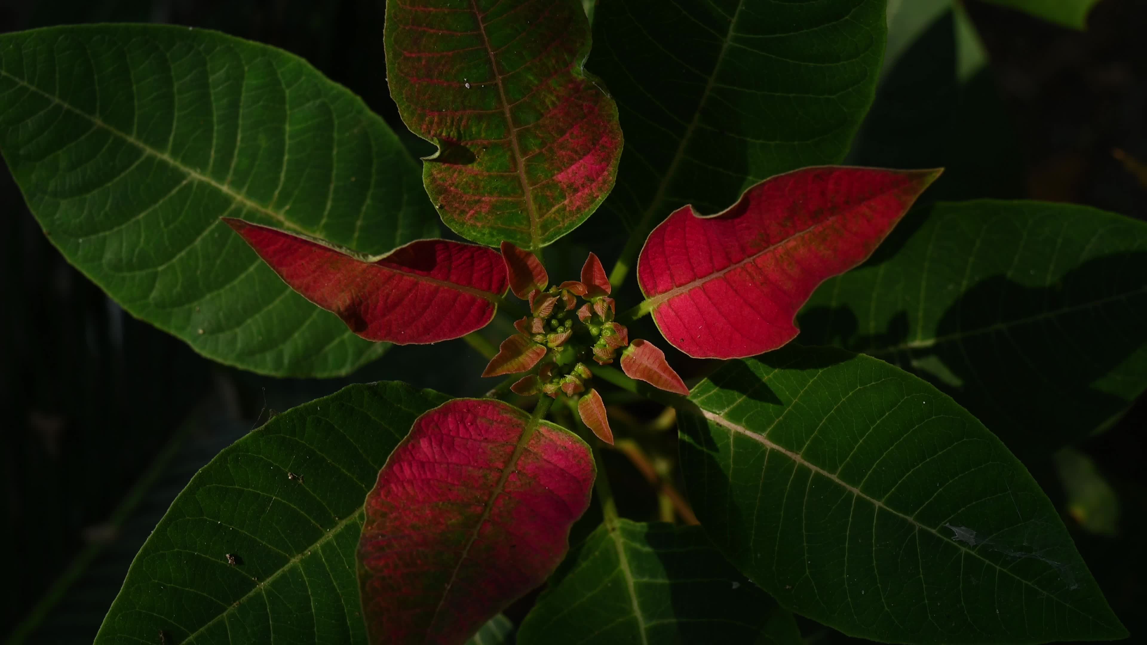 Colorful Poinsettia - Euphorbia pulcherrima 