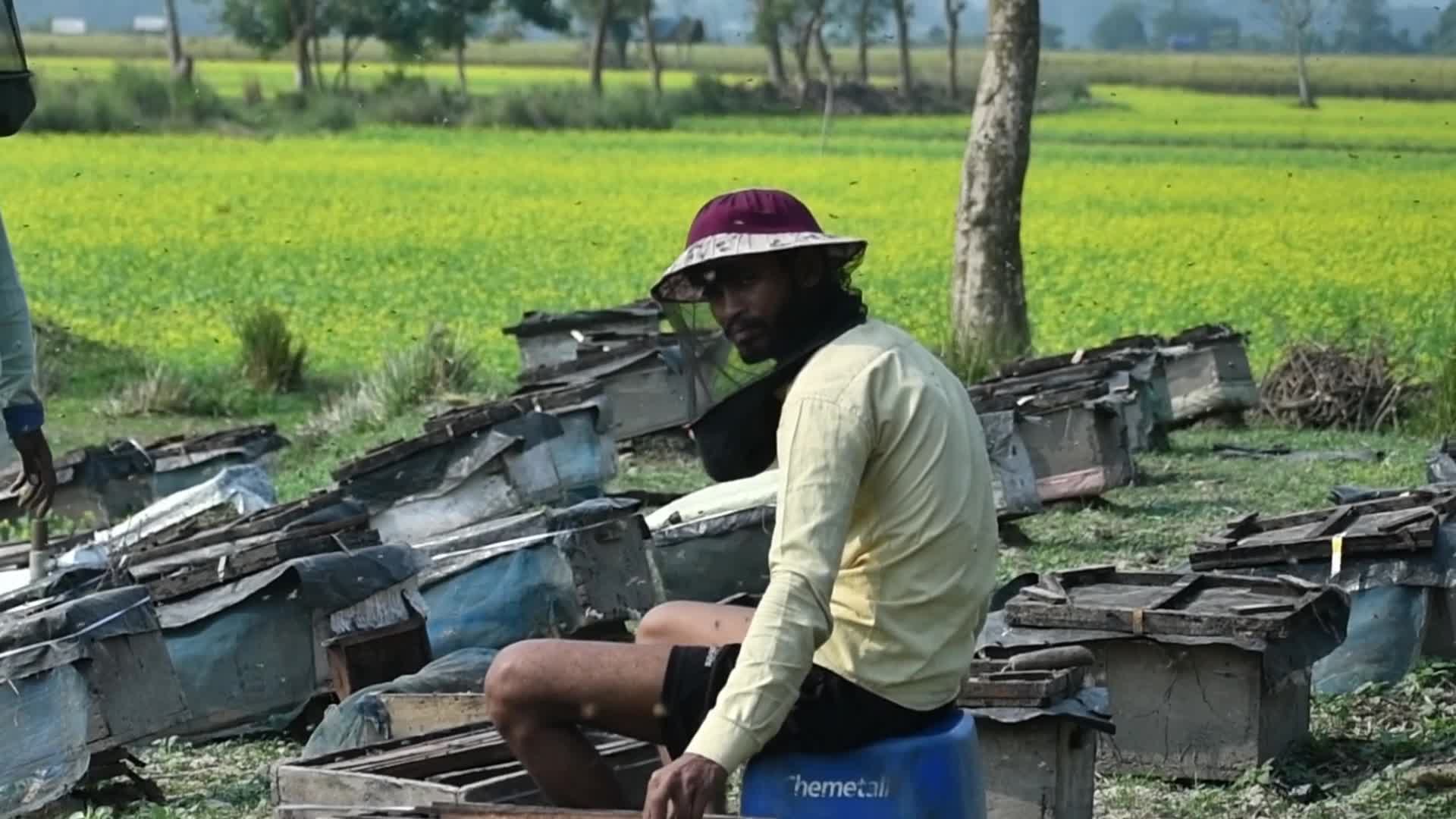 Mustard agriculture in India