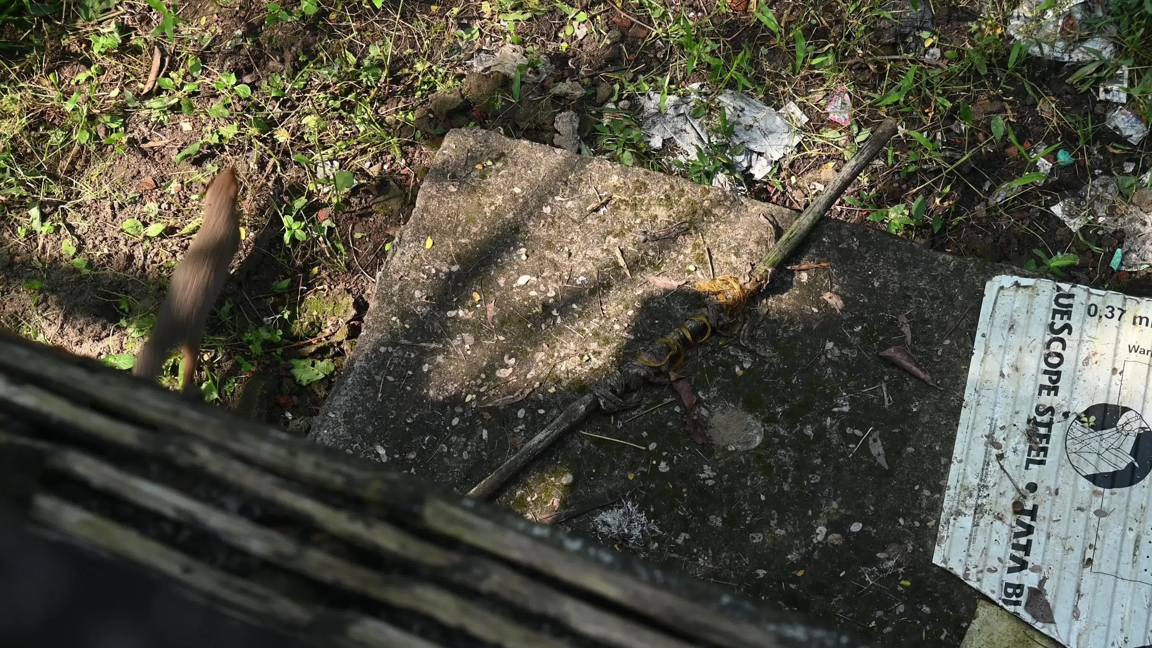 Indian Grey Mongoose Mother - Deforestation - Environmental Issues 