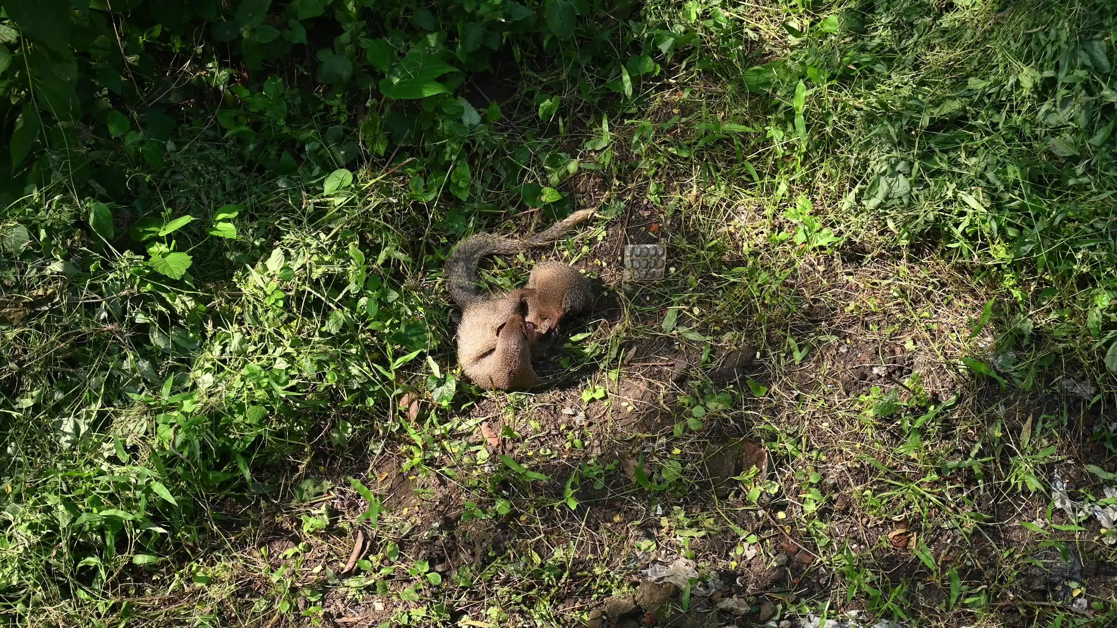 Indian Grey Mongoose Mother - Deforestation - Environmental Issues 