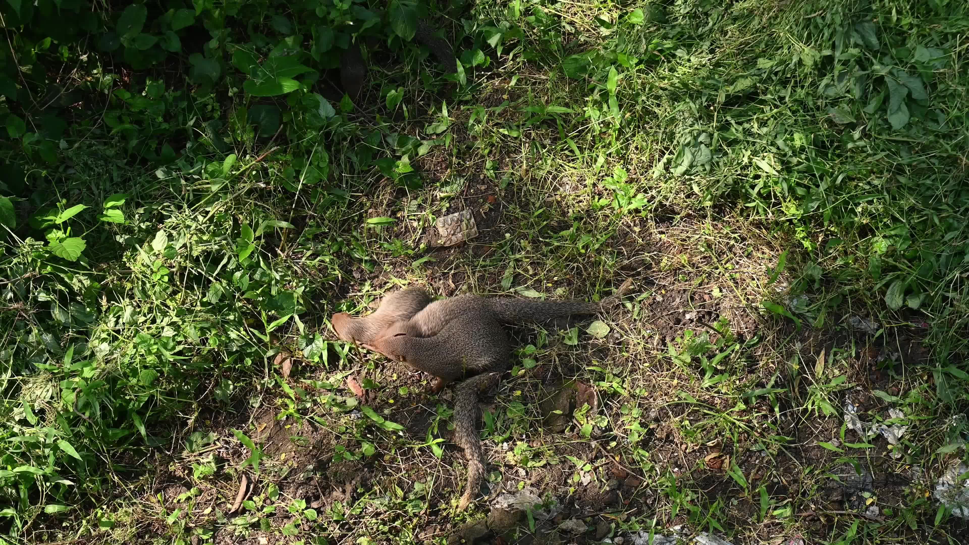 Indian Grey Mongoose Mother - Deforestation - Environmental Issues 