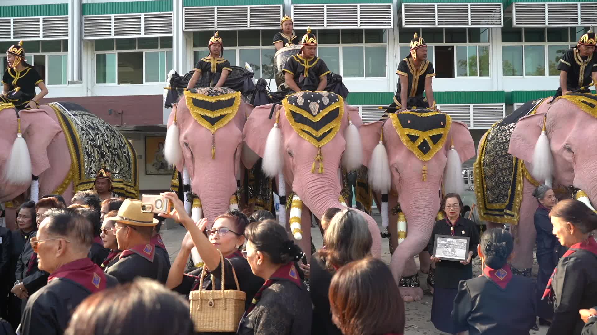 Elephants To Pay Respects Late Queen Mother Sirikit.