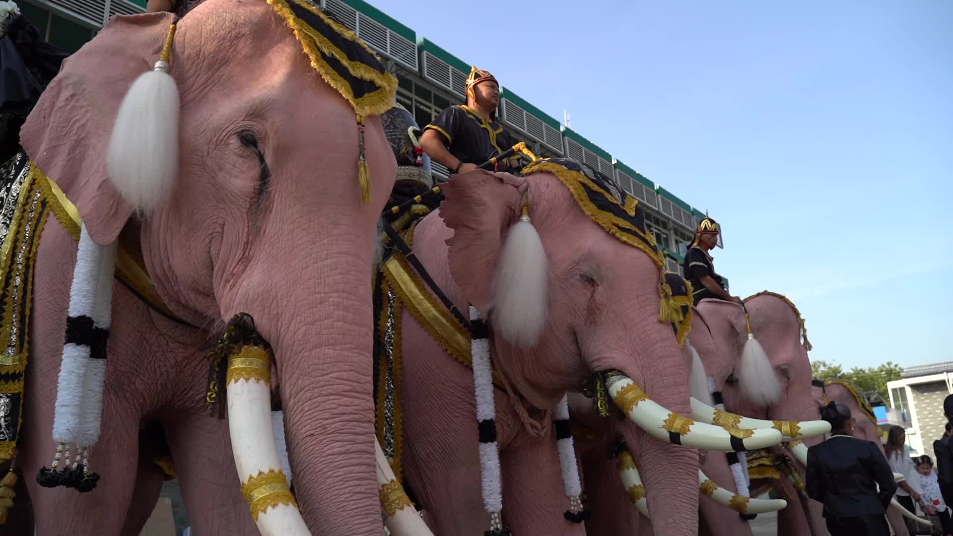 Elephants To Pay Respects Late Queen Mother Sirikit.