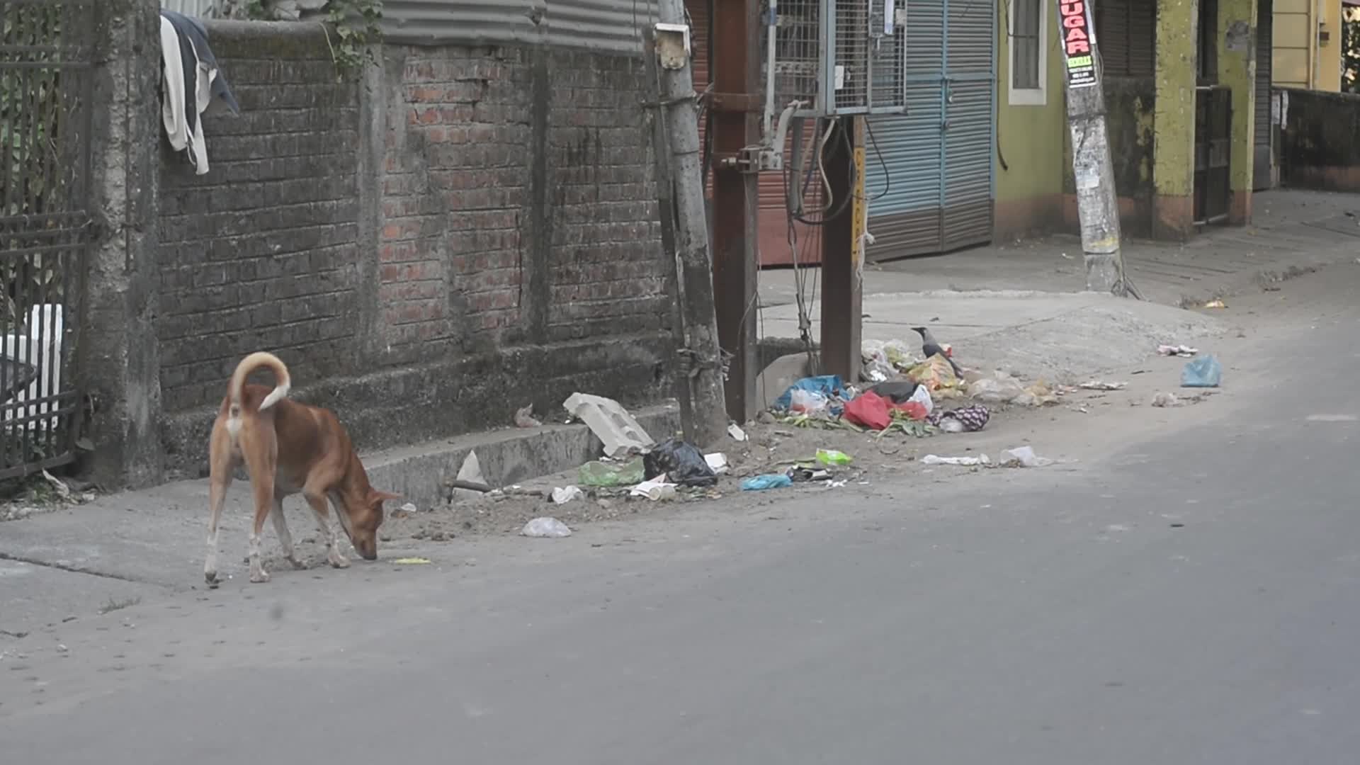Street Animal Law In India