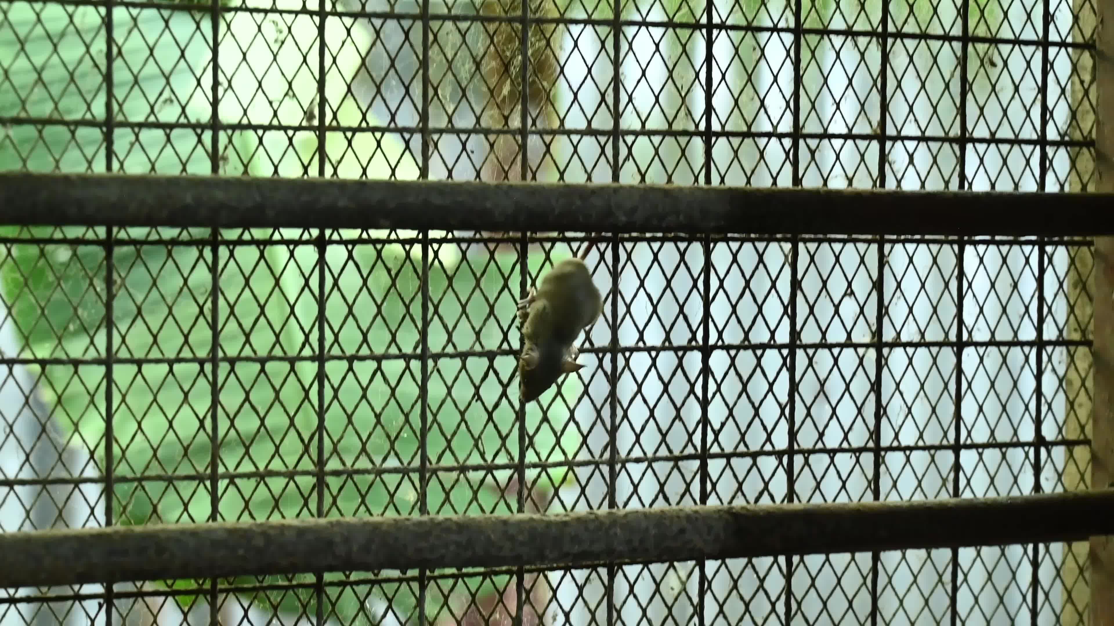 Mus musculus - Pests in India - House mouse 