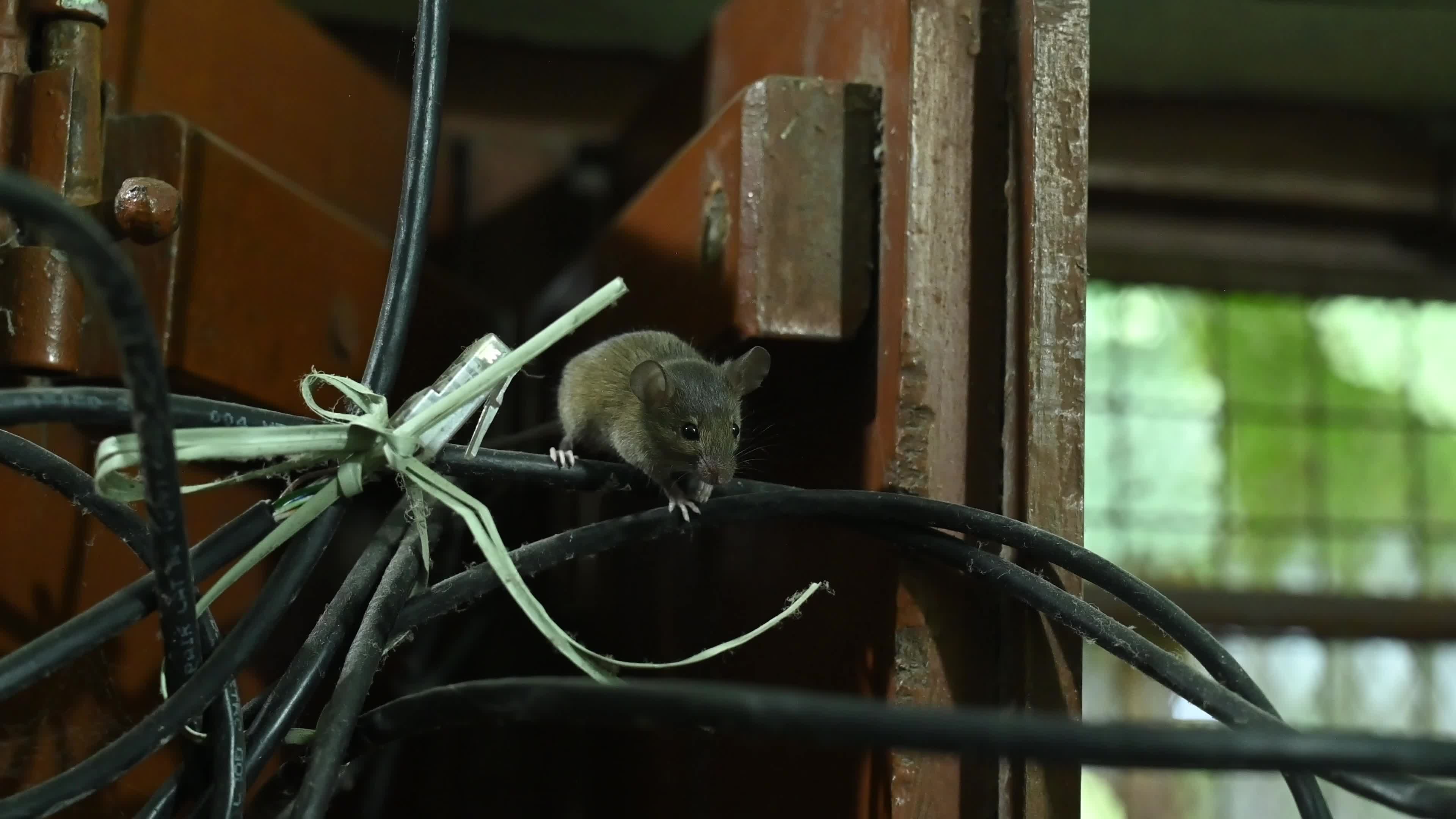 Mus musculus - Pests in India - House mouse 