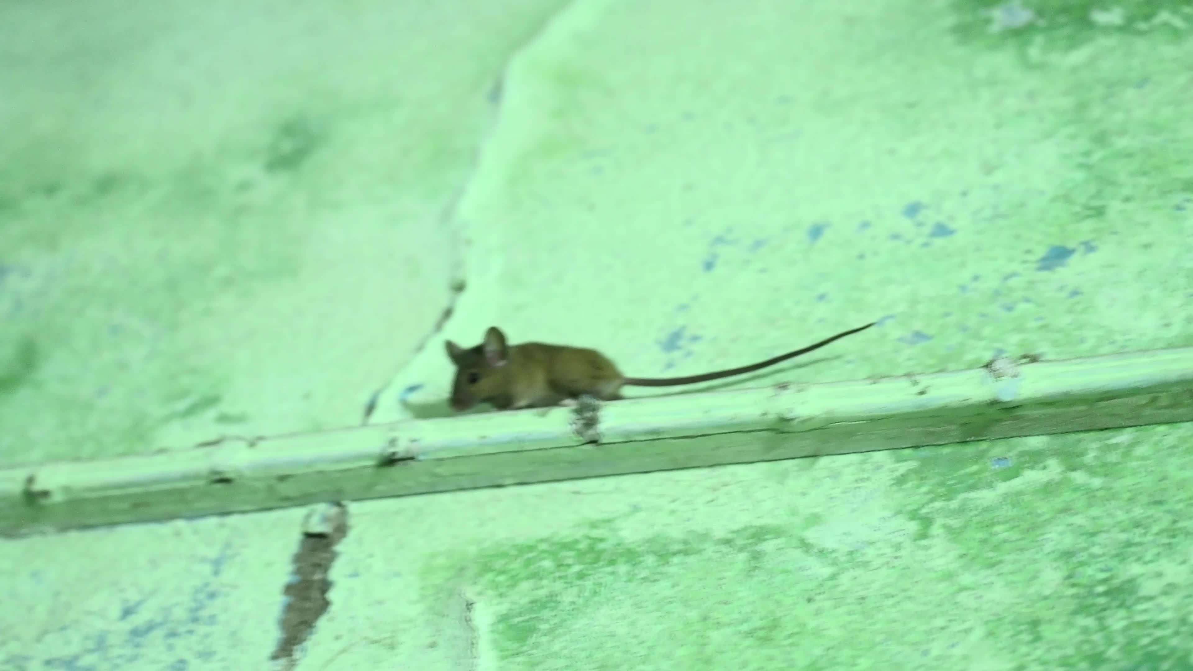 Mus musculus - Pests in India - House mouse 