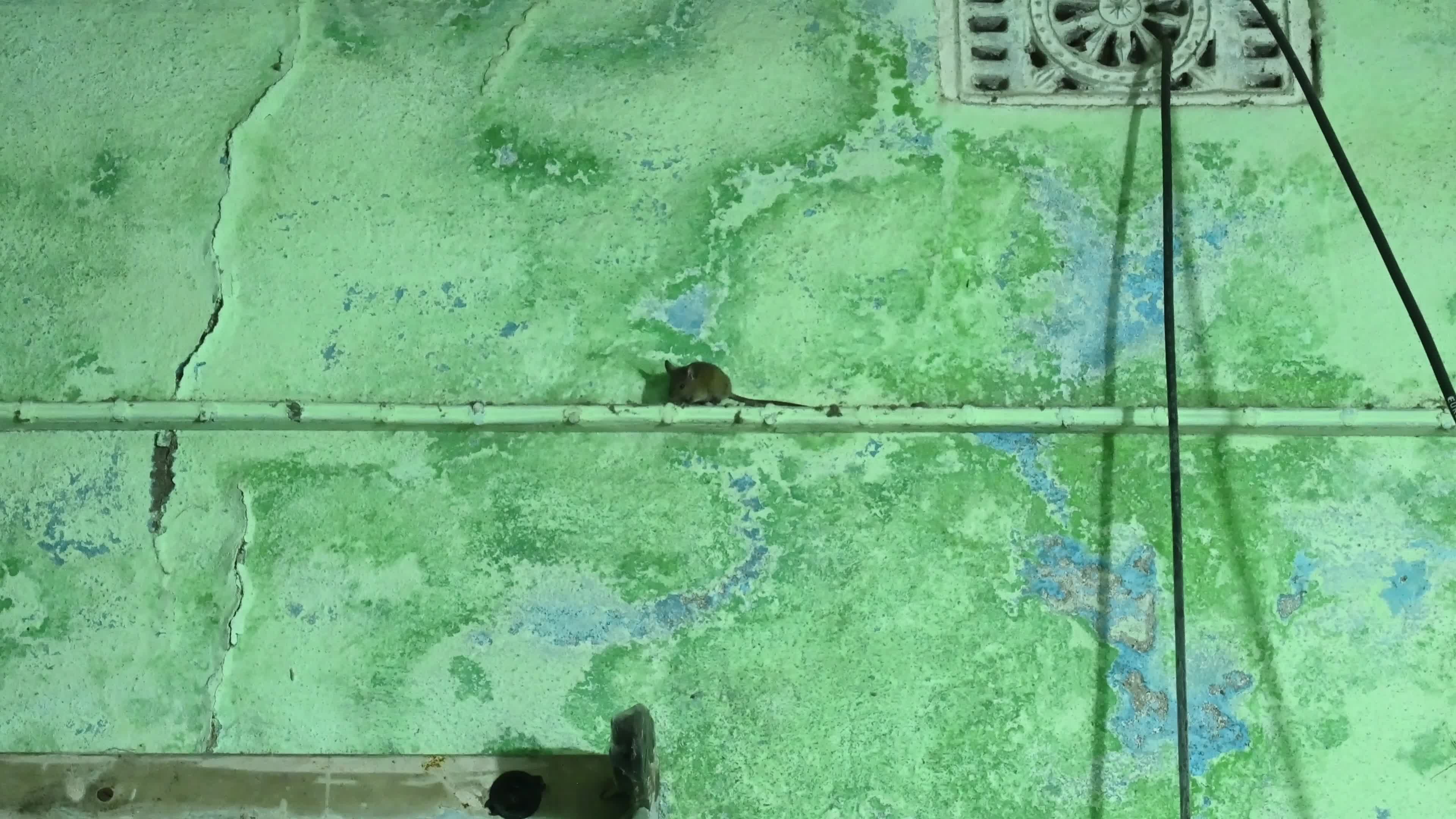 Mus musculus - Pests in India - House mouse 