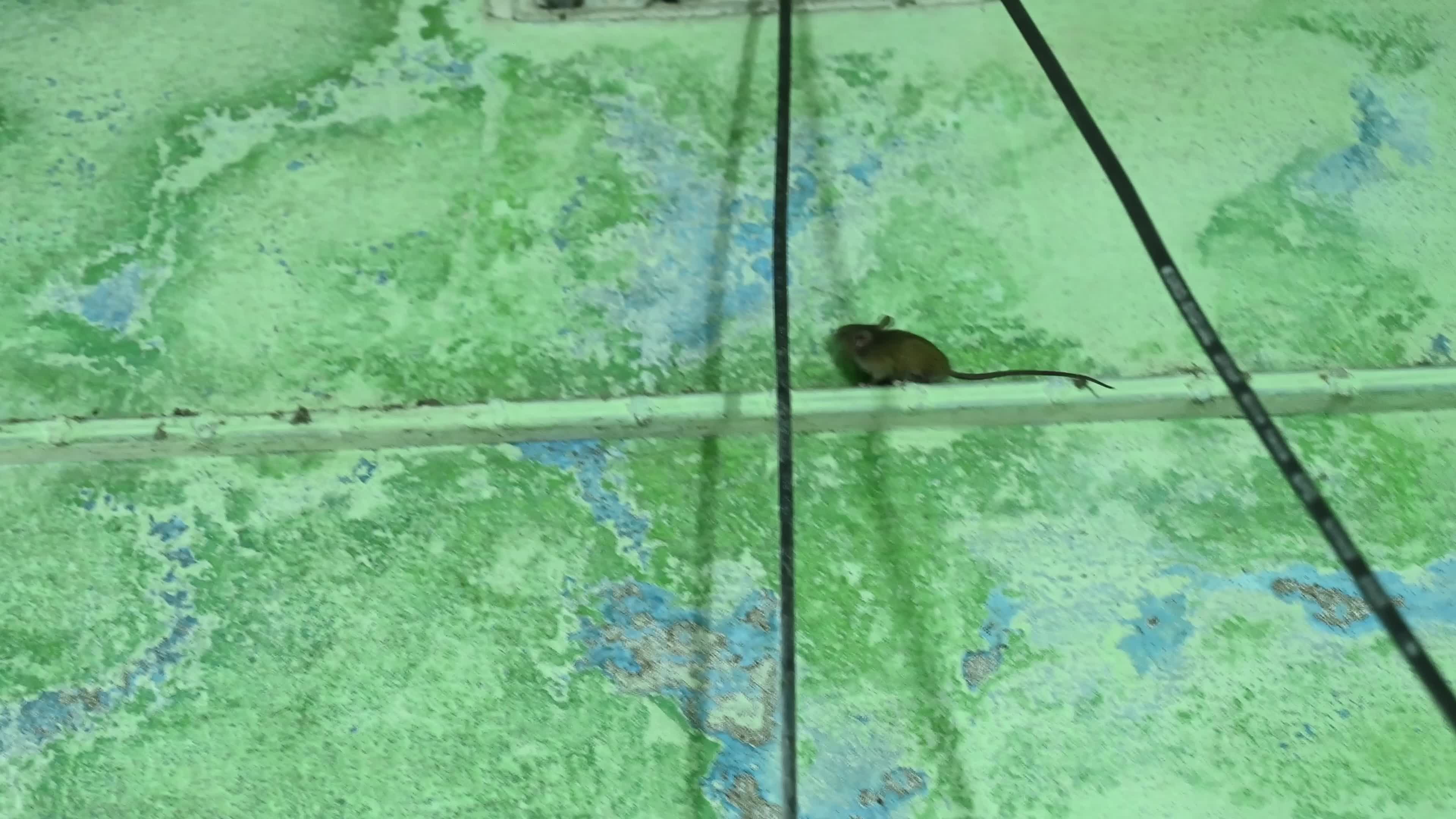 Mus musculus - Pests in India - House mouse 
