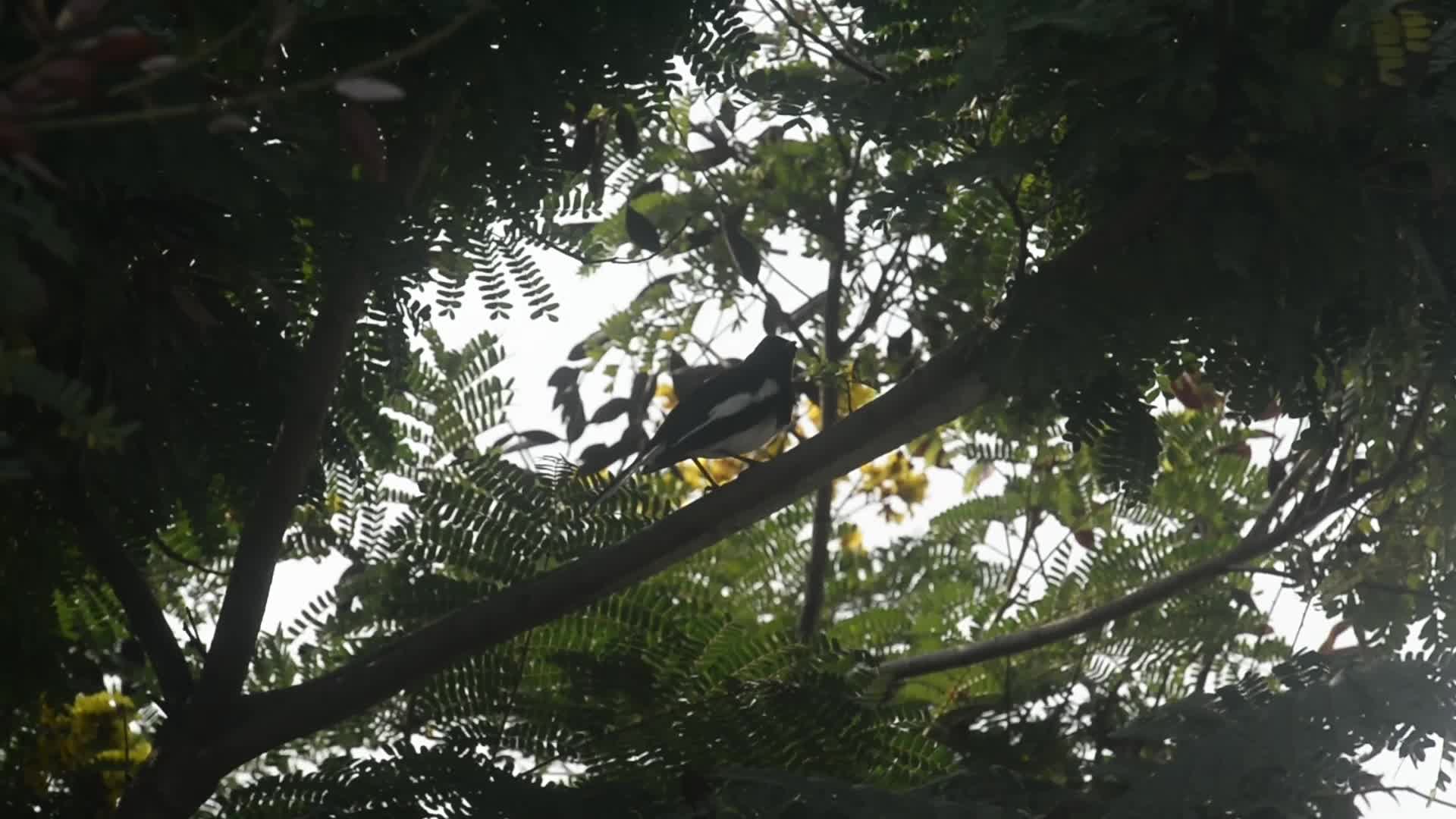 India Animal Bird
