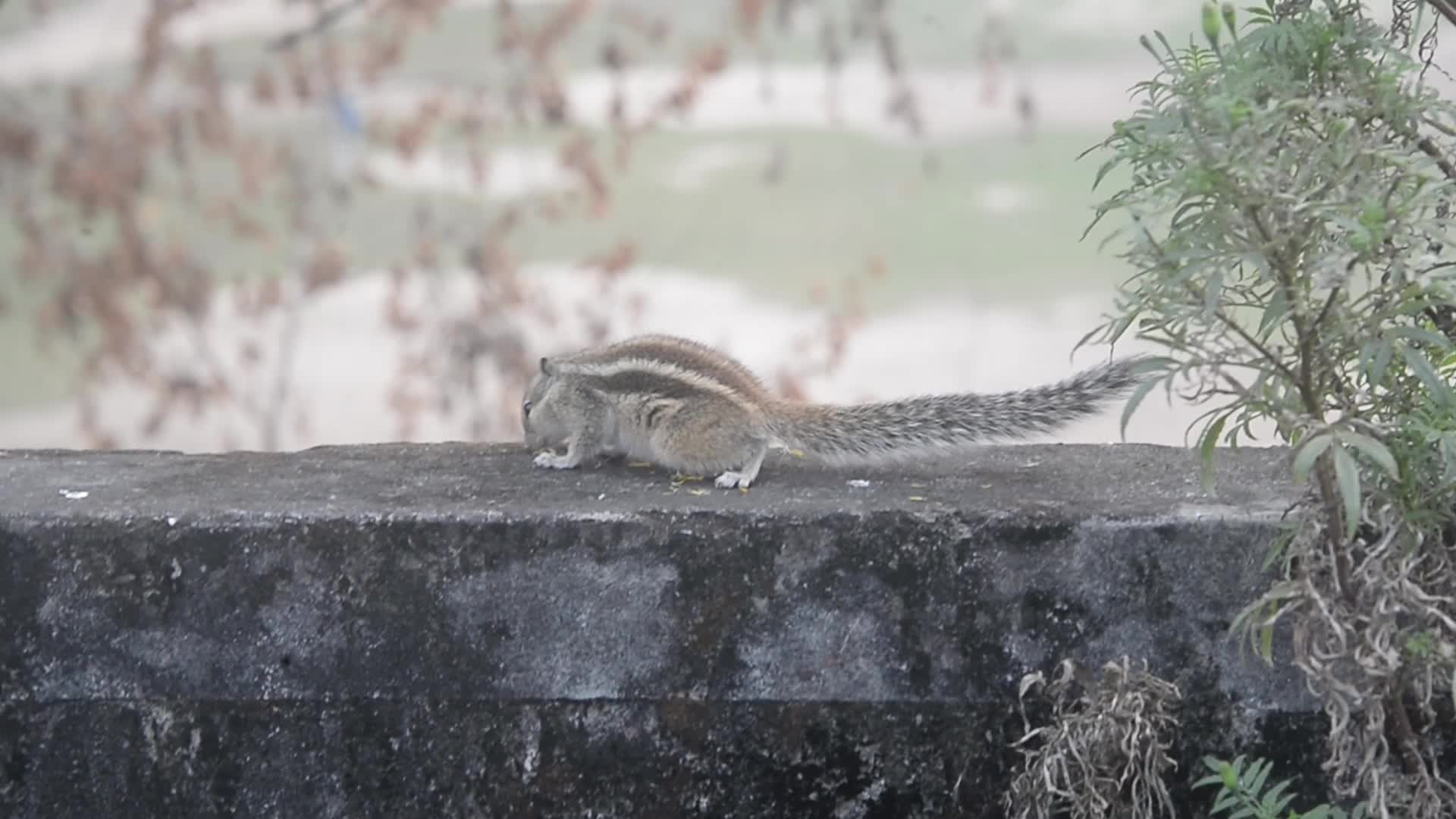 India Animal Bird
