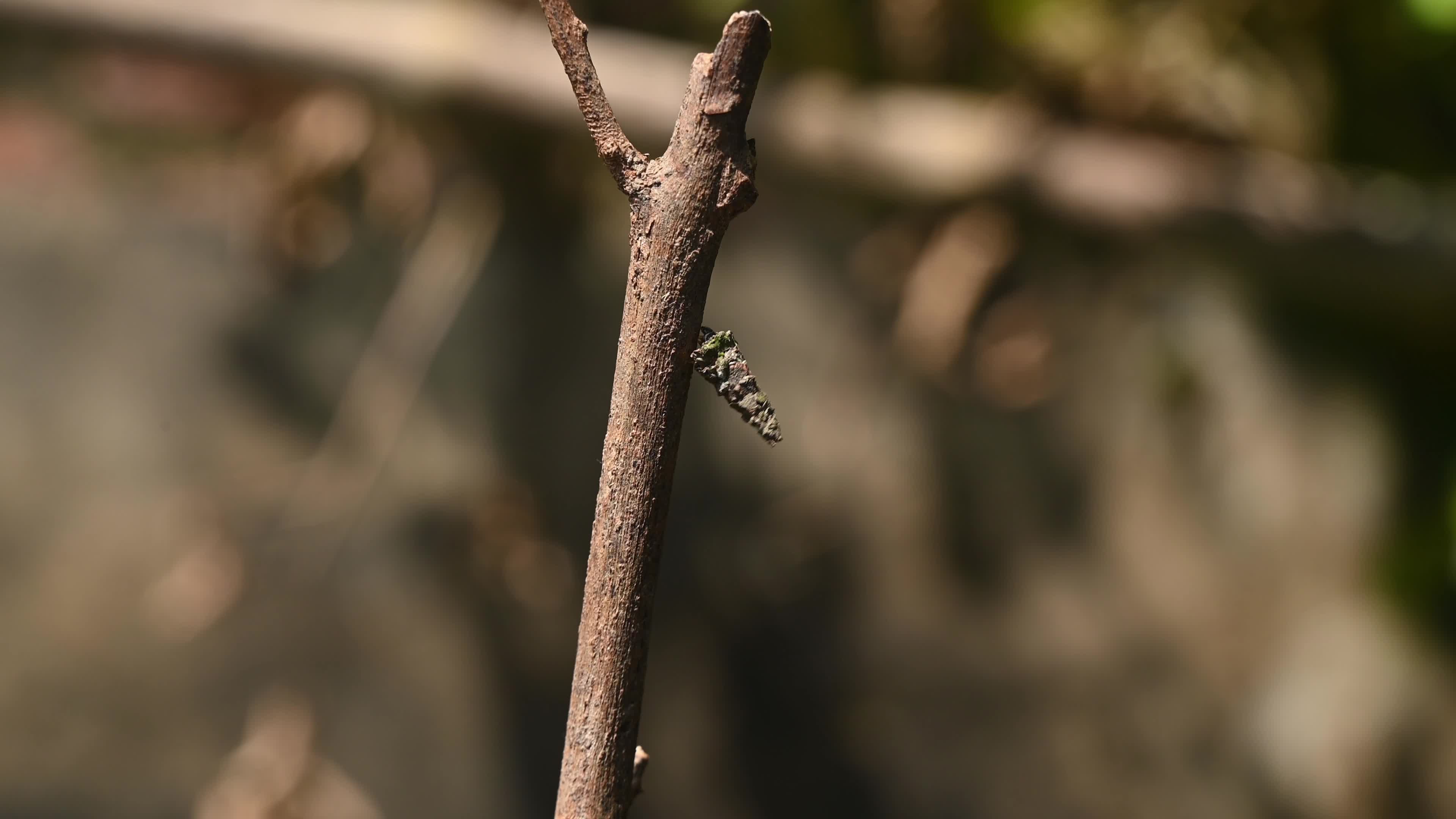 Bagworm Moth Larvae - Psychidae - Animal