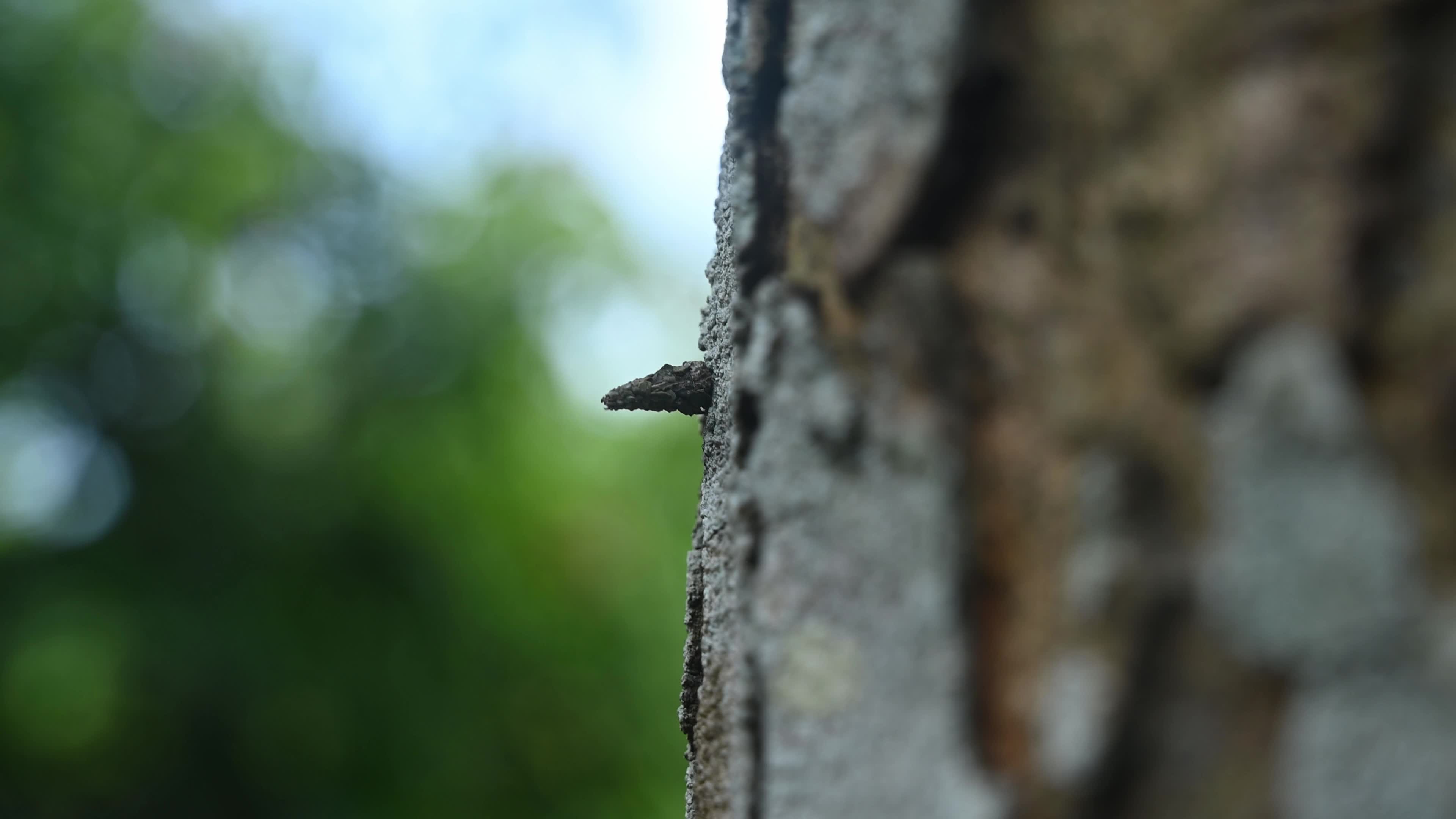 Bagworm Moth Larvae - Psychidae - Animal