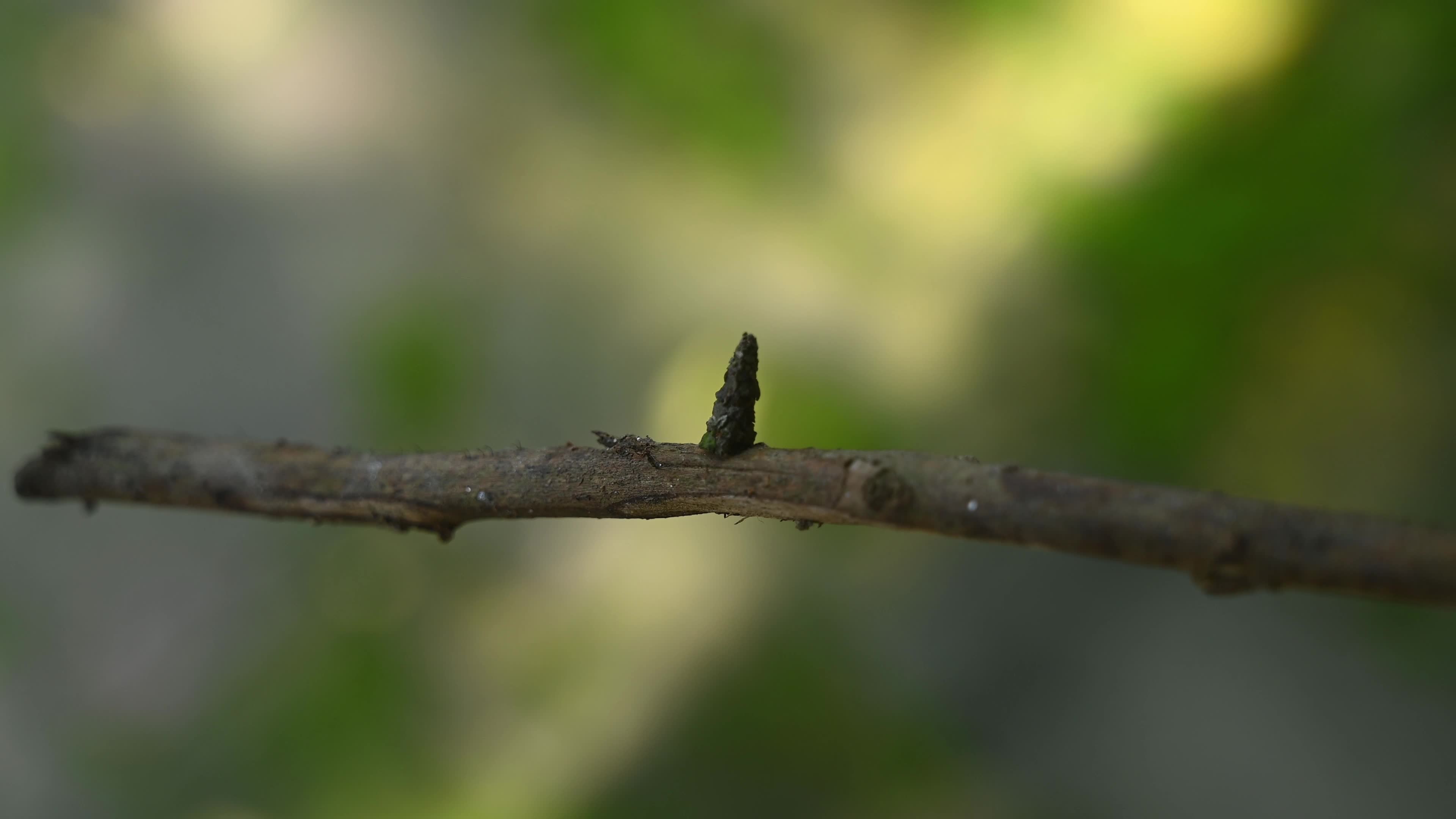 Bagworm Moth Larvae - Psychidae - Animal