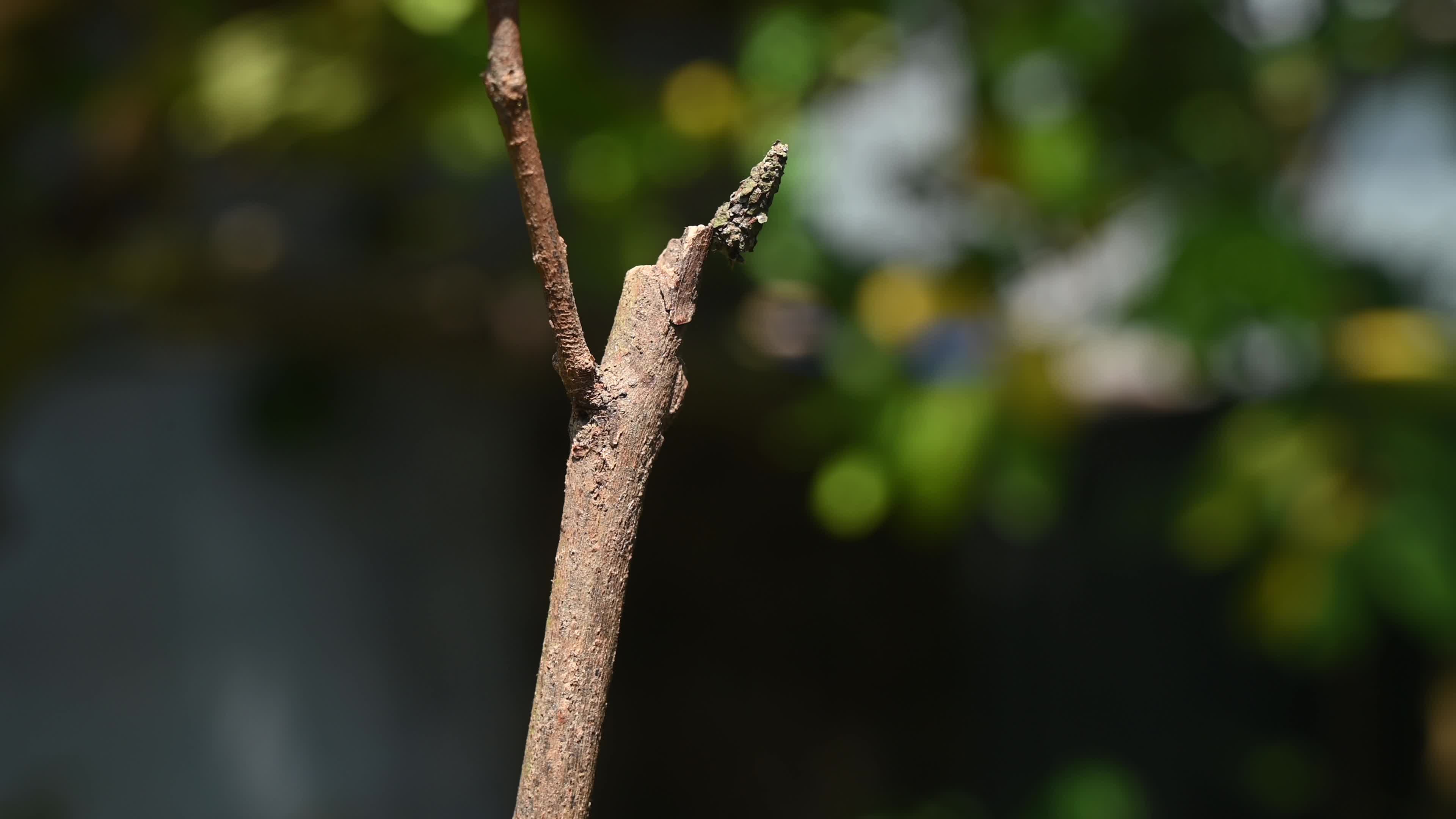 Bagworm Moth Larvae - Psychidae - Animal