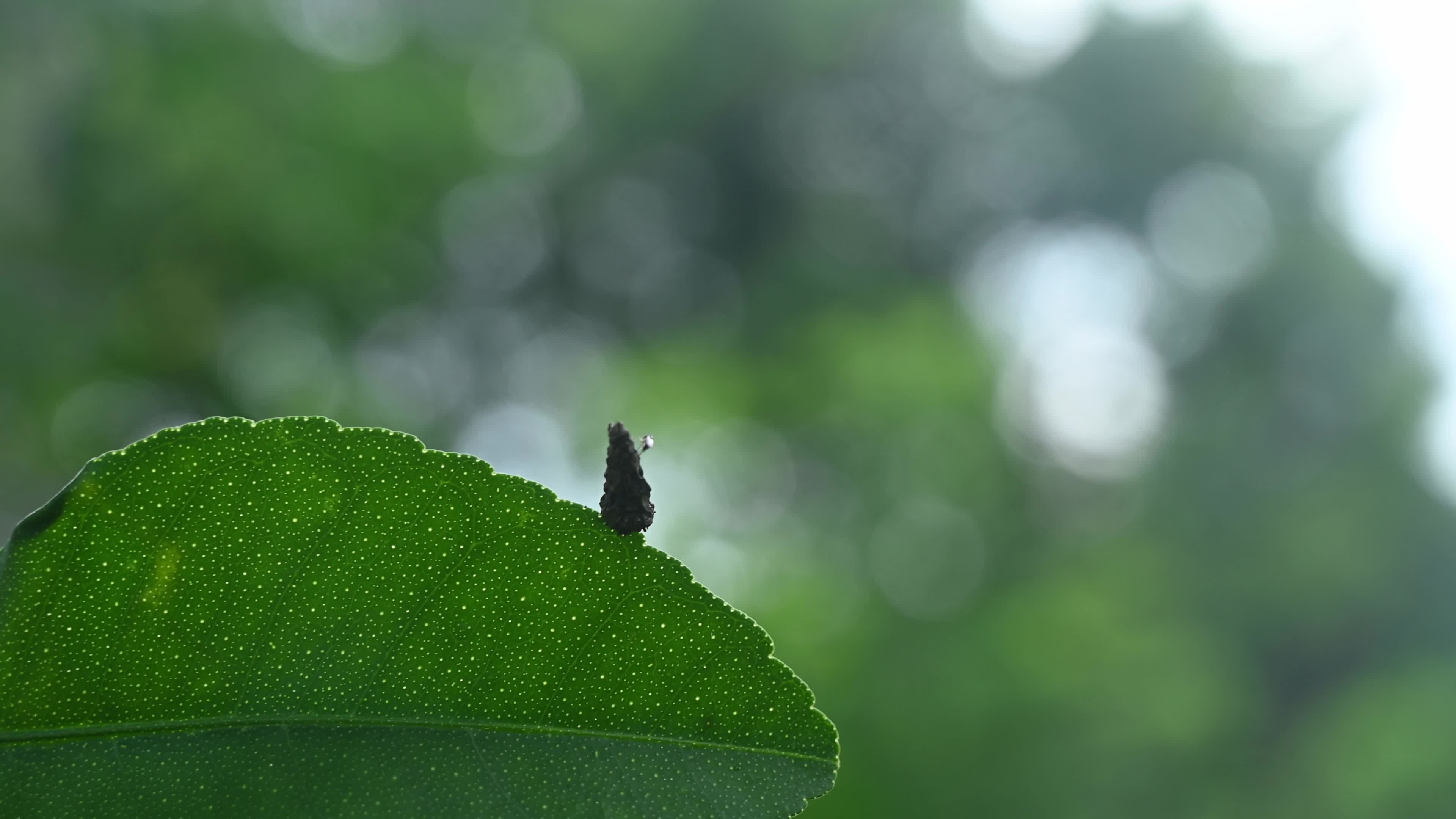 Bagworm Moth Larvae - Psychidae - Animal