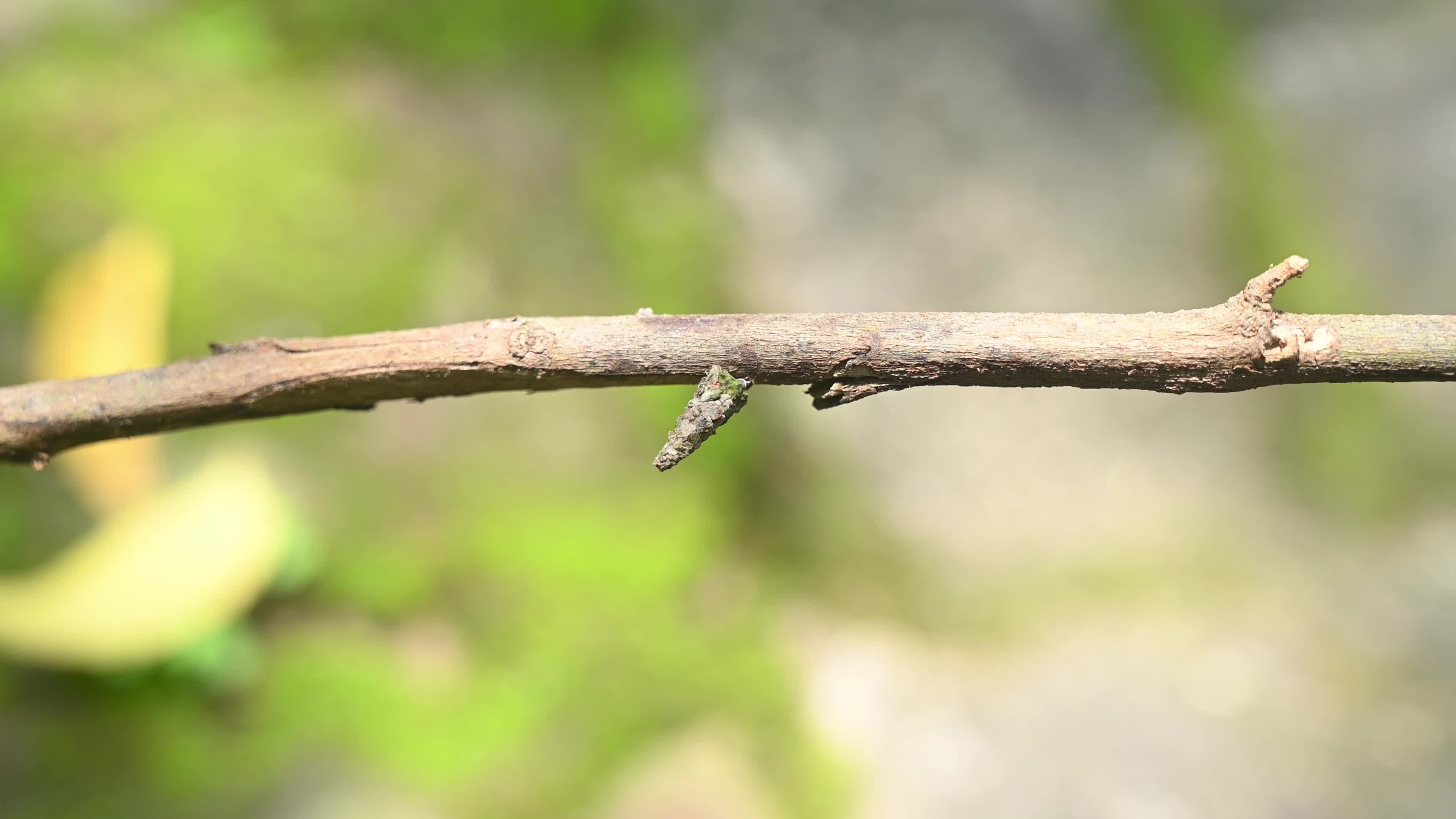 Bagworm Moth Larvae - Psychidae - Animal