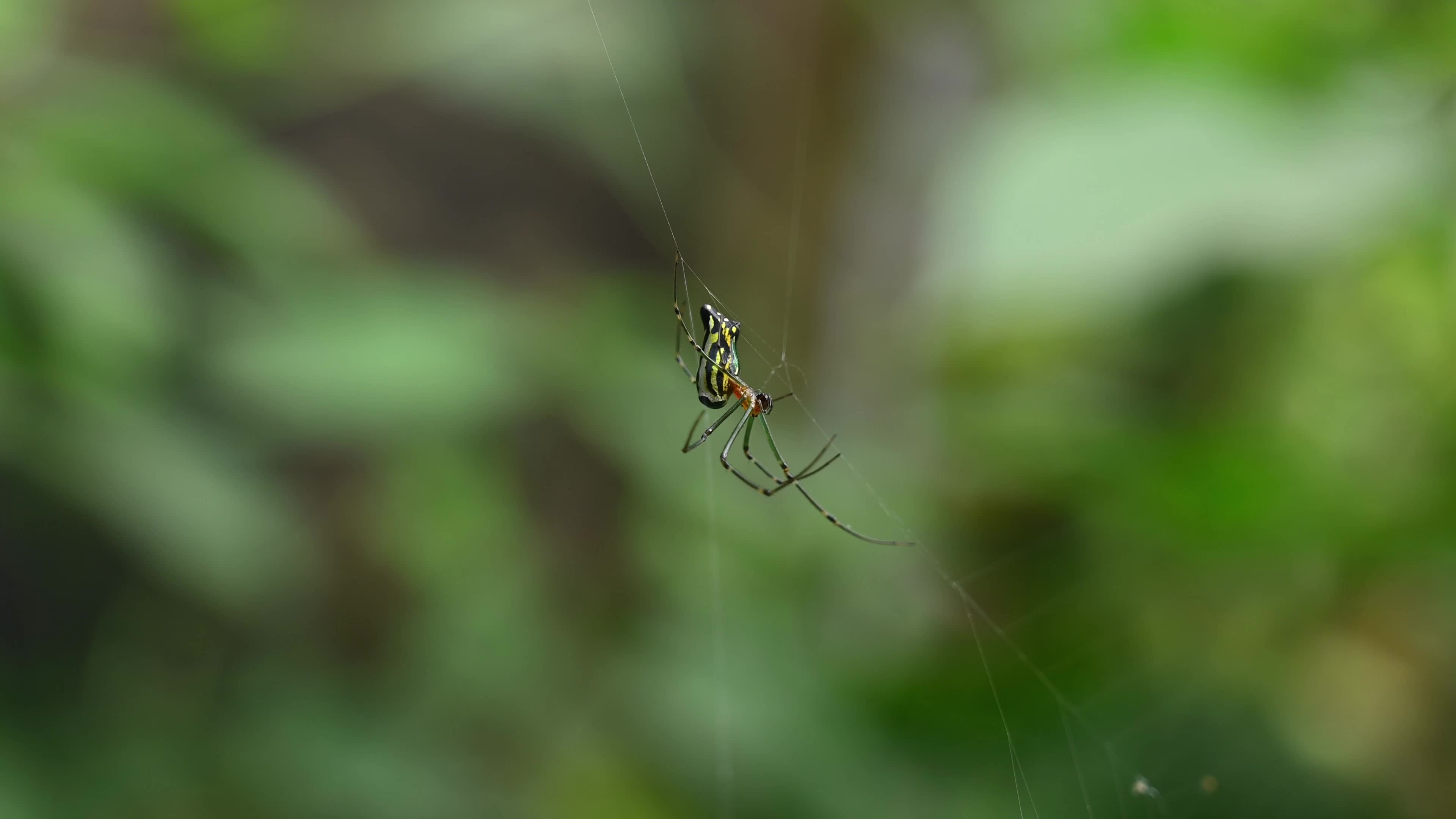 Leucauge decorata - Decorative silver orb spider hunts housefly - Animal India 