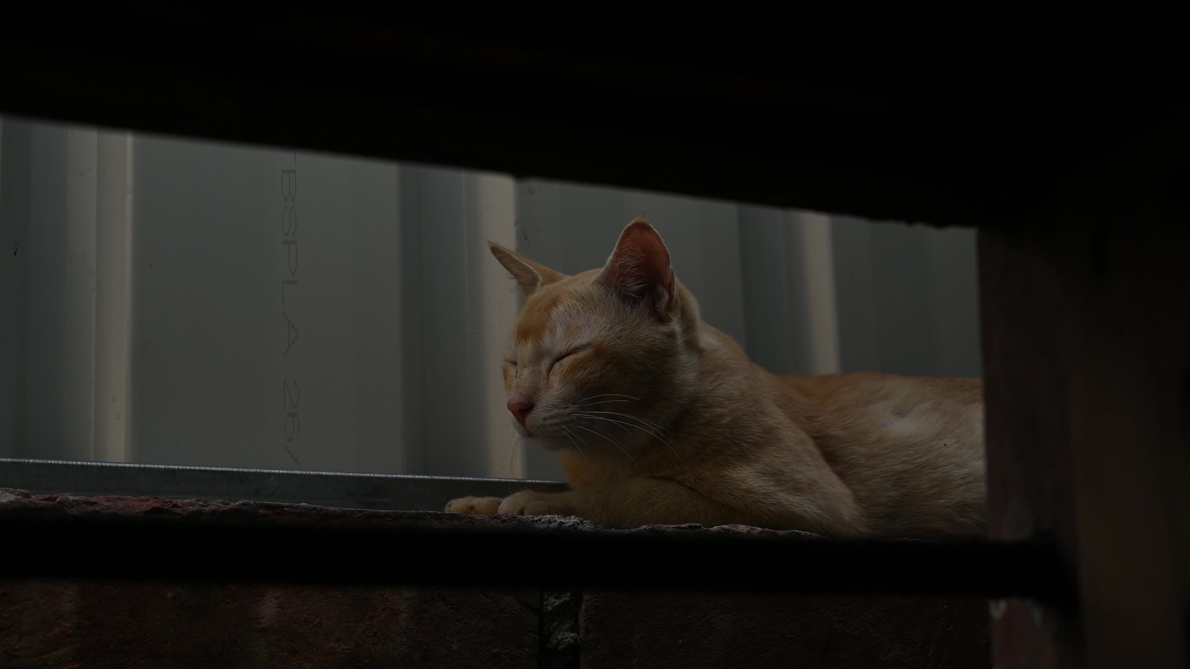 Street Cat asking for food - Animal Behavior - Domestic Animal 