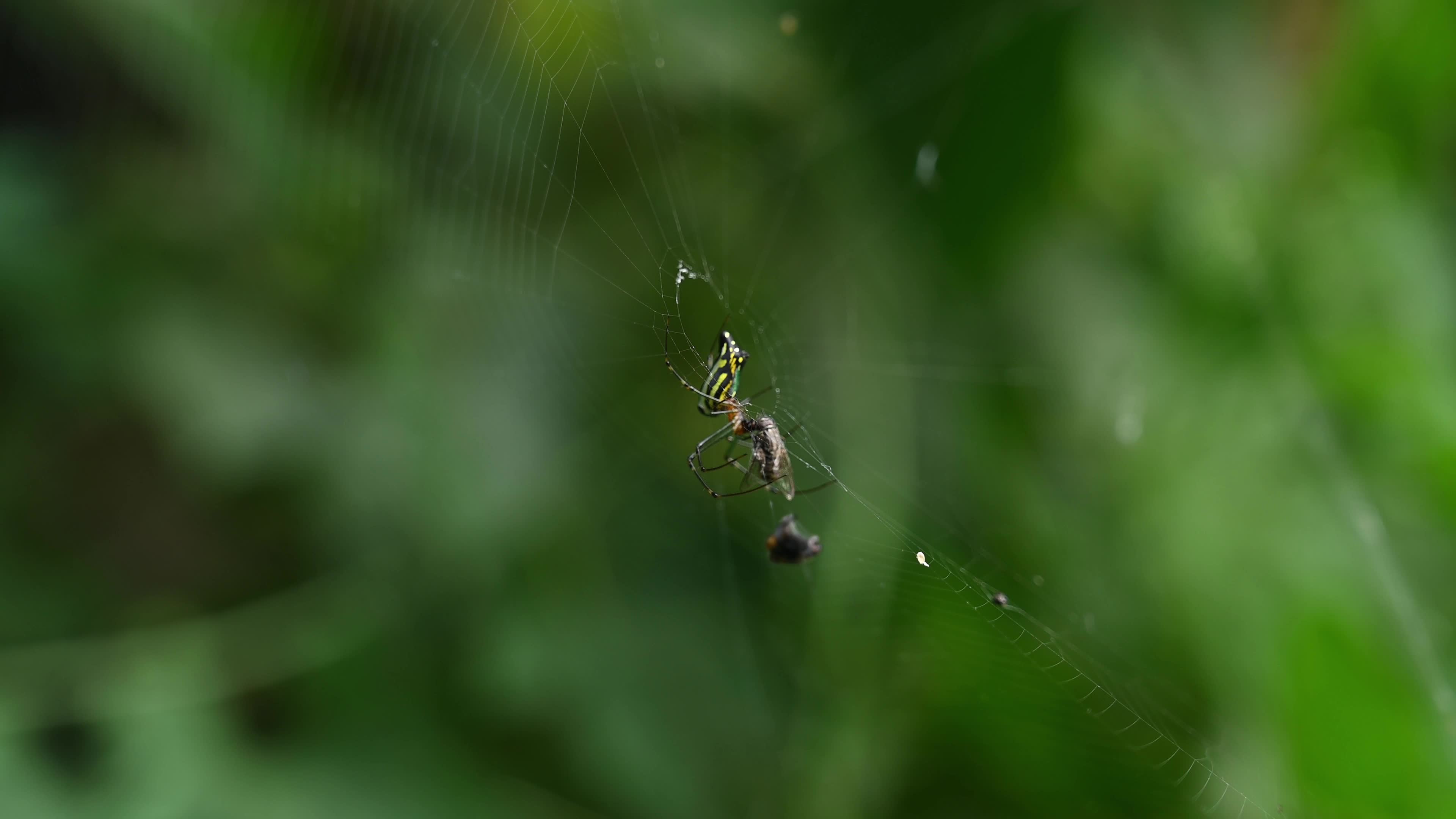 Leucauge decorata - Decorative silver orb spider hunts housefly - Animal India 
