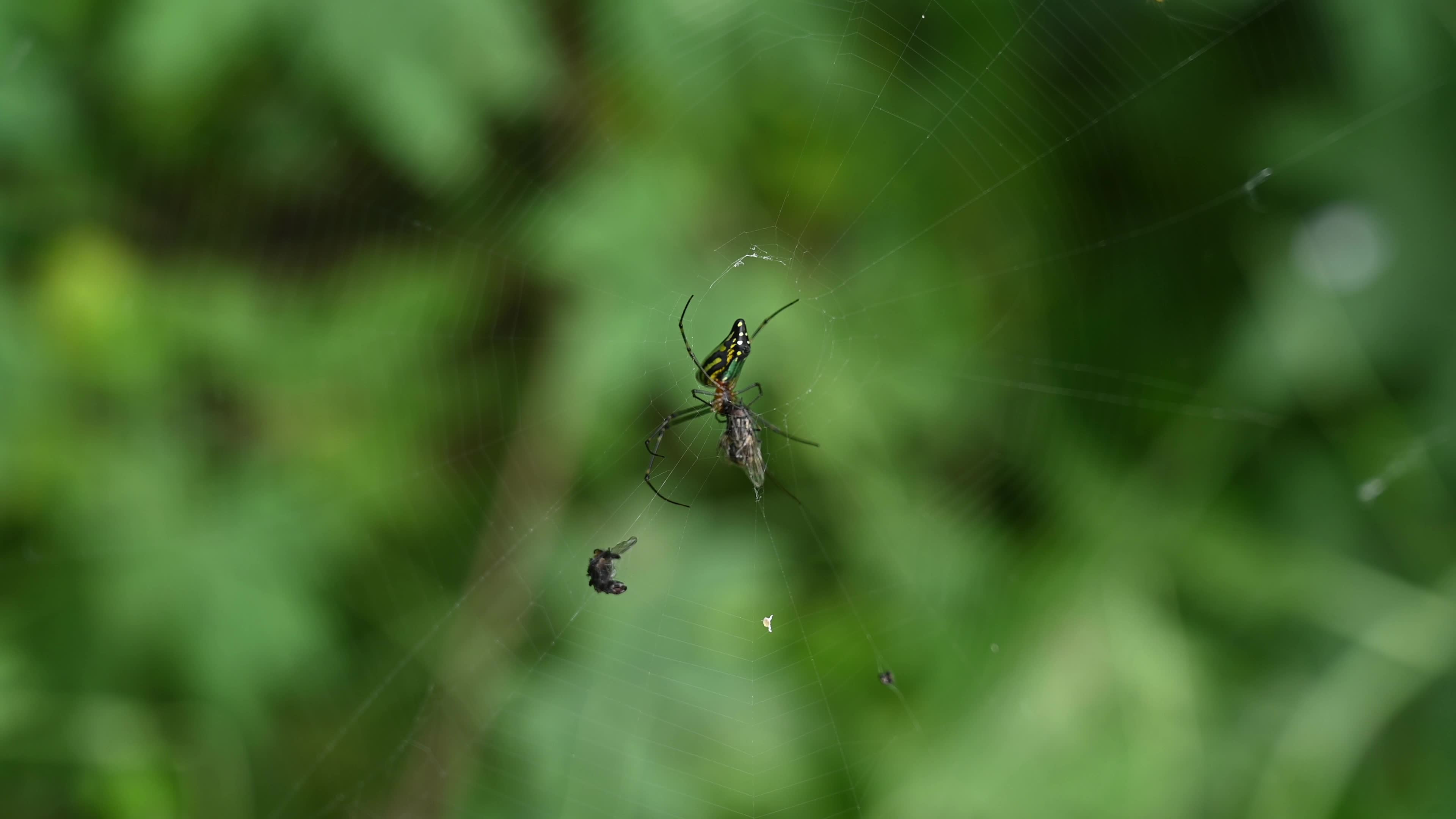 Leucauge decorata - Decorative silver orb spider hunts housefly - Animal India 