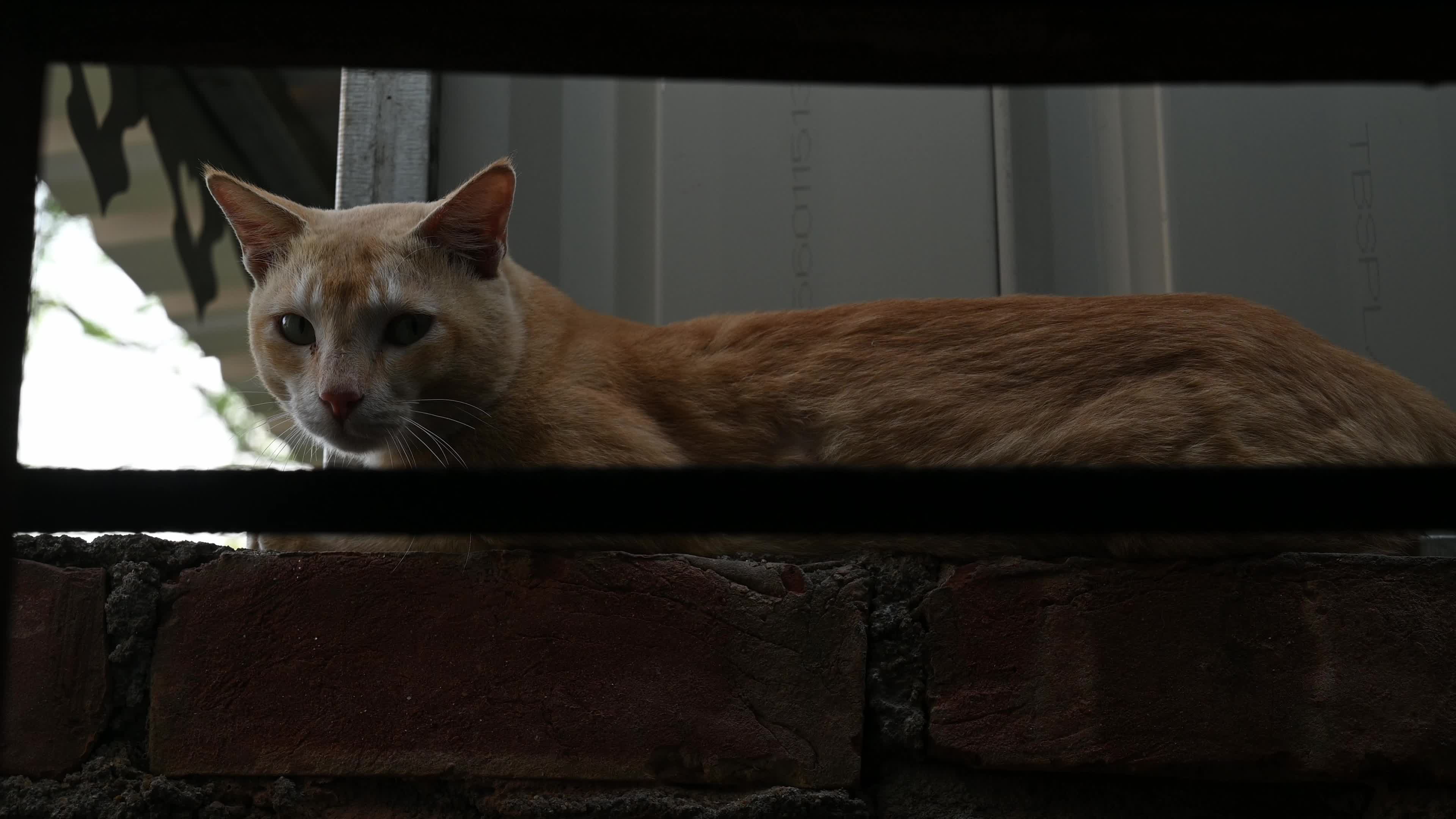 Street Cat asking for food - Animal Behavior - Domestic Animal 