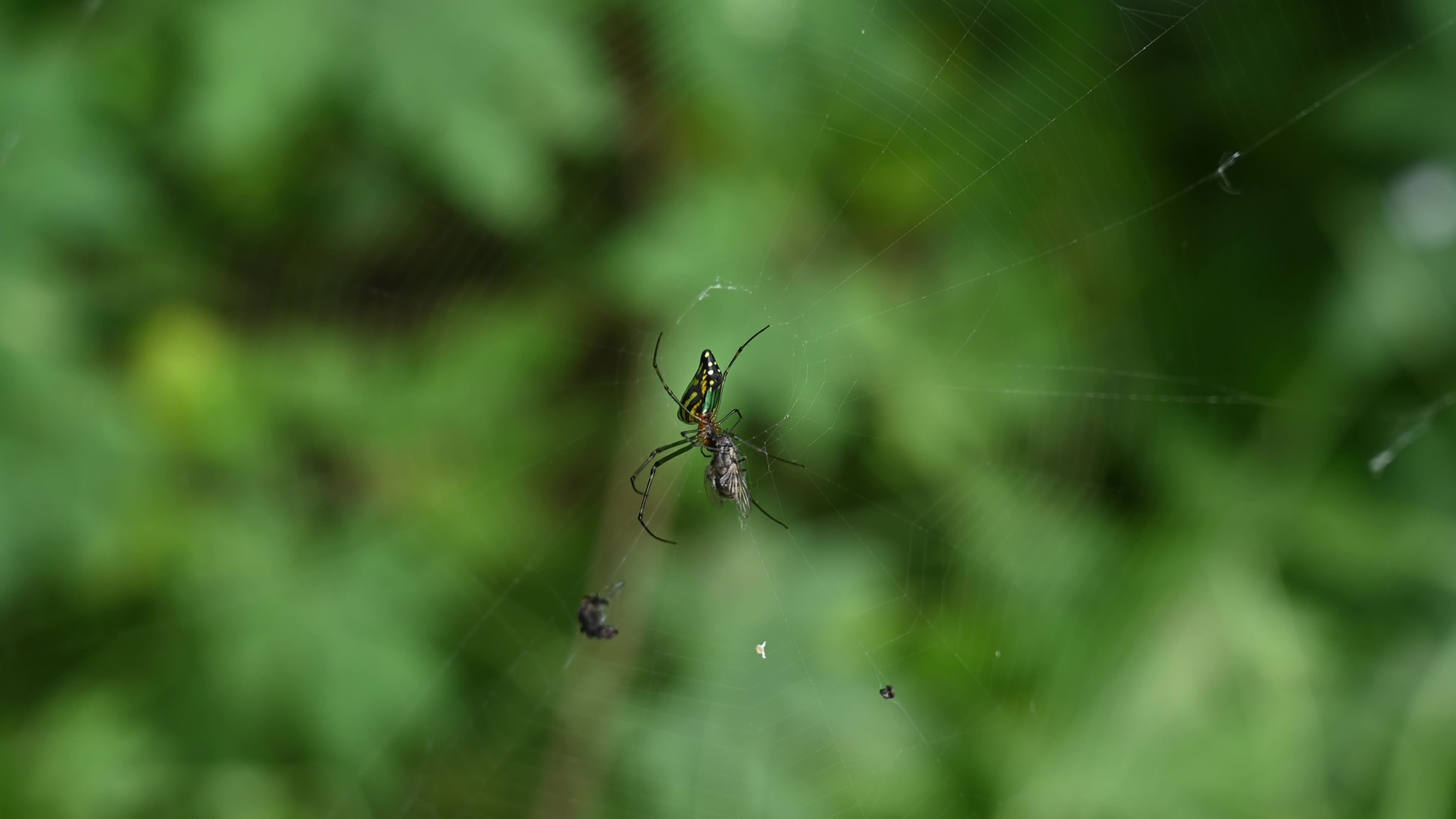Leucauge decorata - Decorative silver orb spider hunts housefly - Animal India 