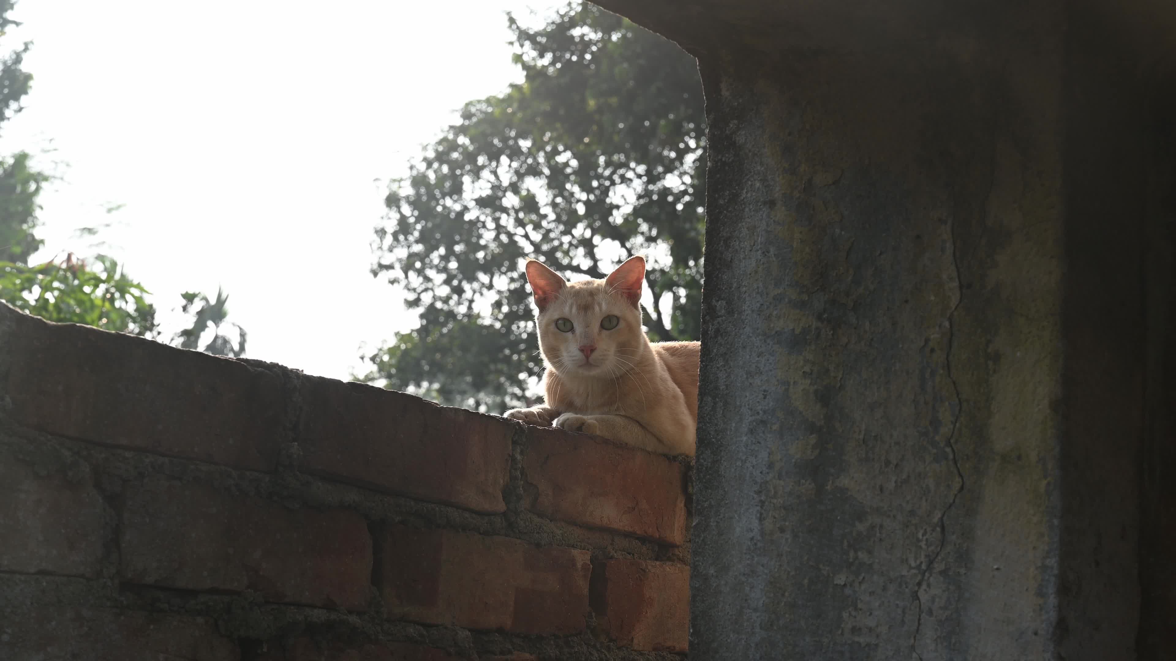 Street Cat asking for food - Animal Behavior - Domestic Animal 