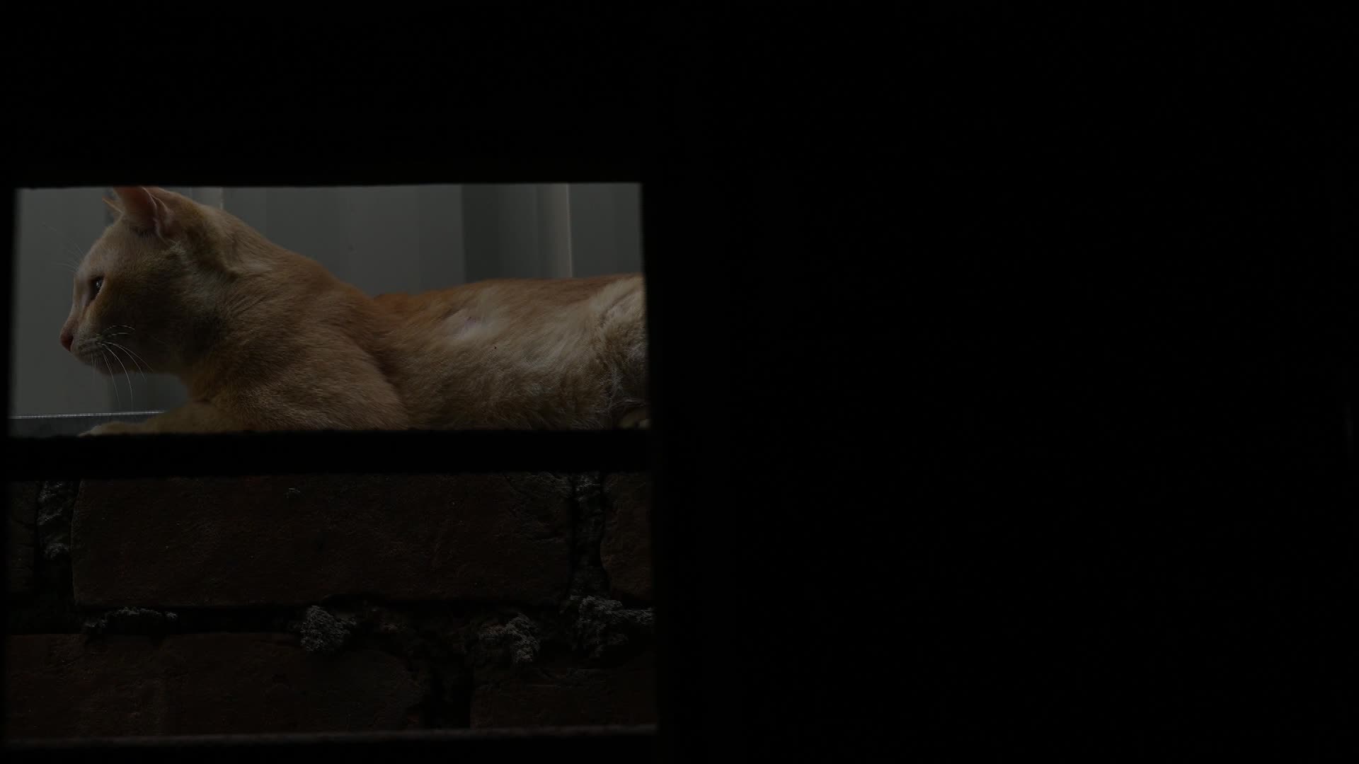 Street Cat asking for food - Animal Behavior - Domestic Animal  - 09/14/2025