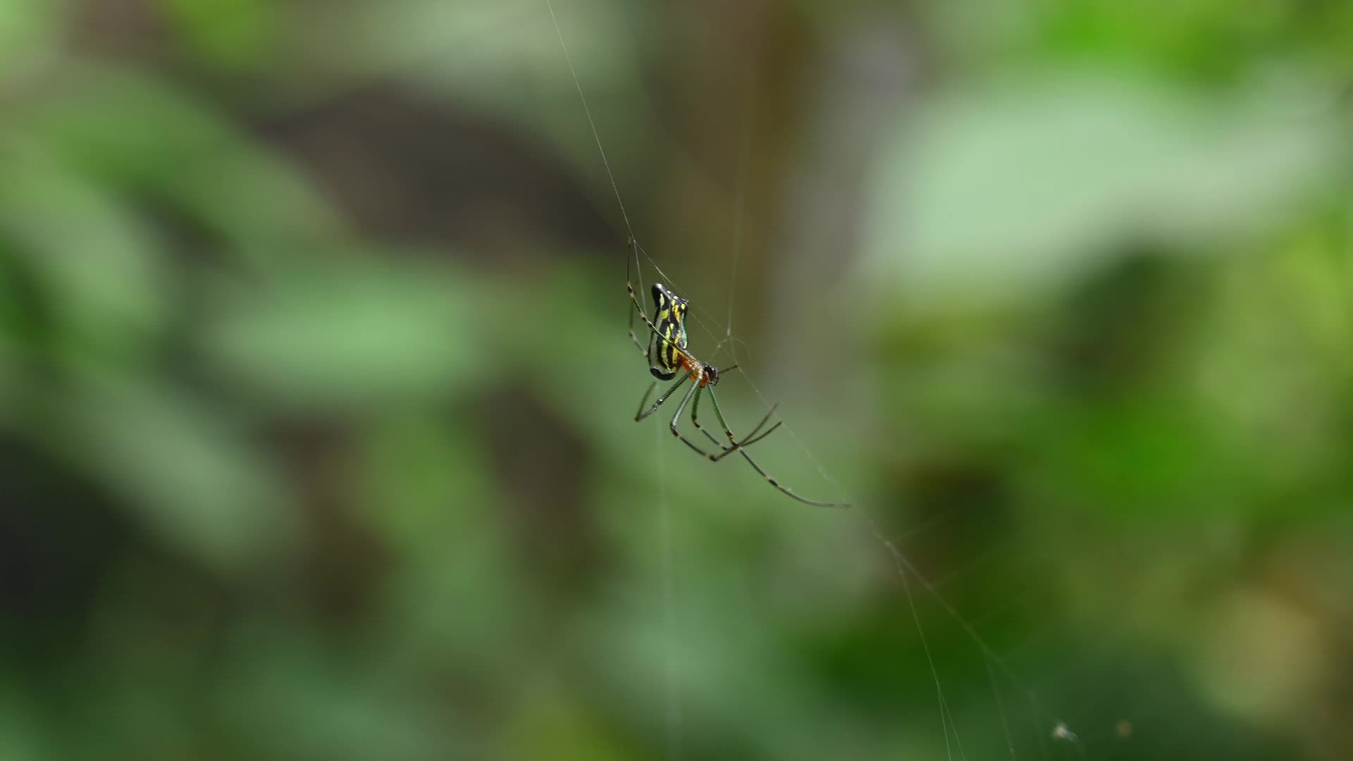 Leucauge decorata - Decorative silver orb spider hunts housefly - Animal India  - 02/12/2025