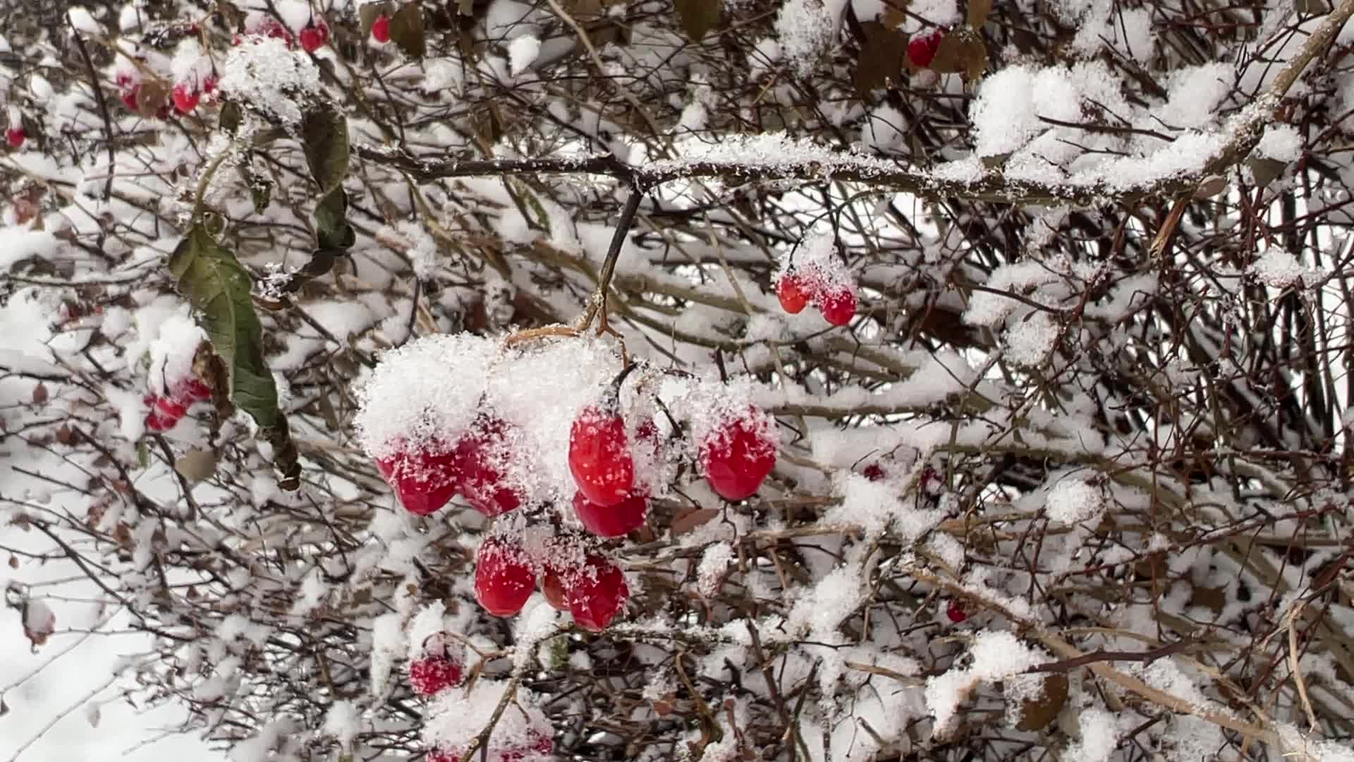 Snowfall in Toronto, Canada