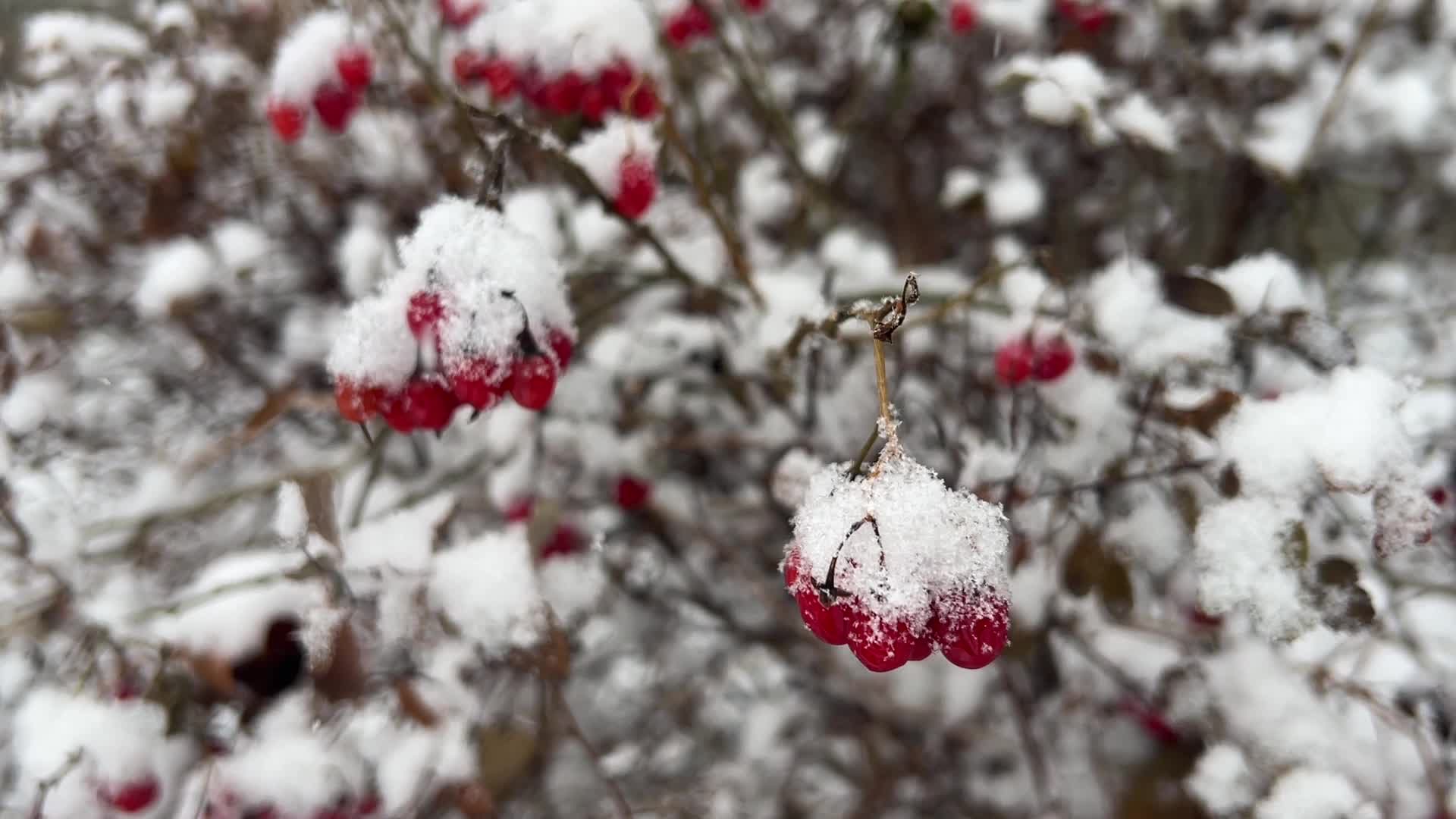 Snowfall in Toronto, Canada