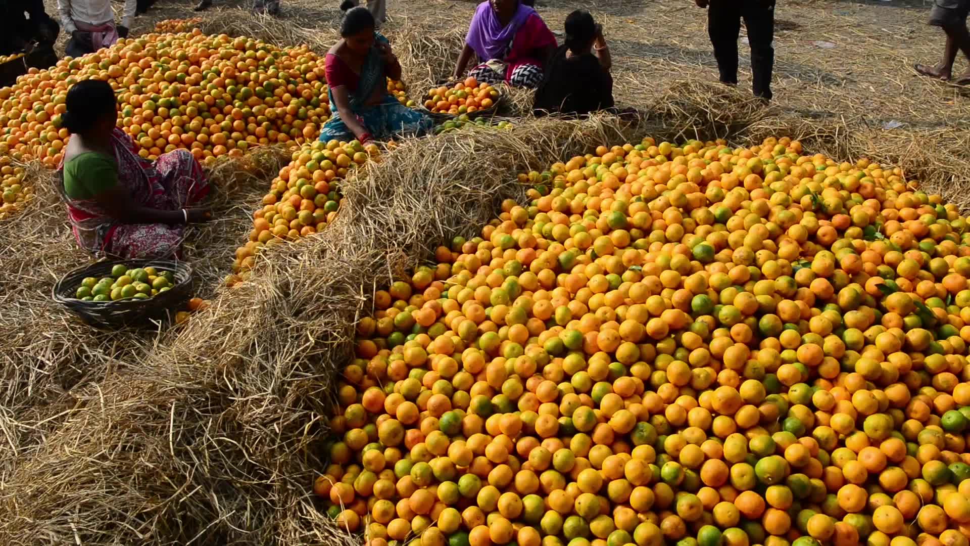 India Oranges at Siliguri Regulated Market 