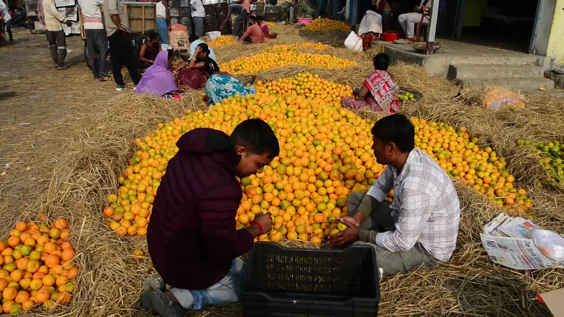 India Oranges at Siliguri Regulated Market 