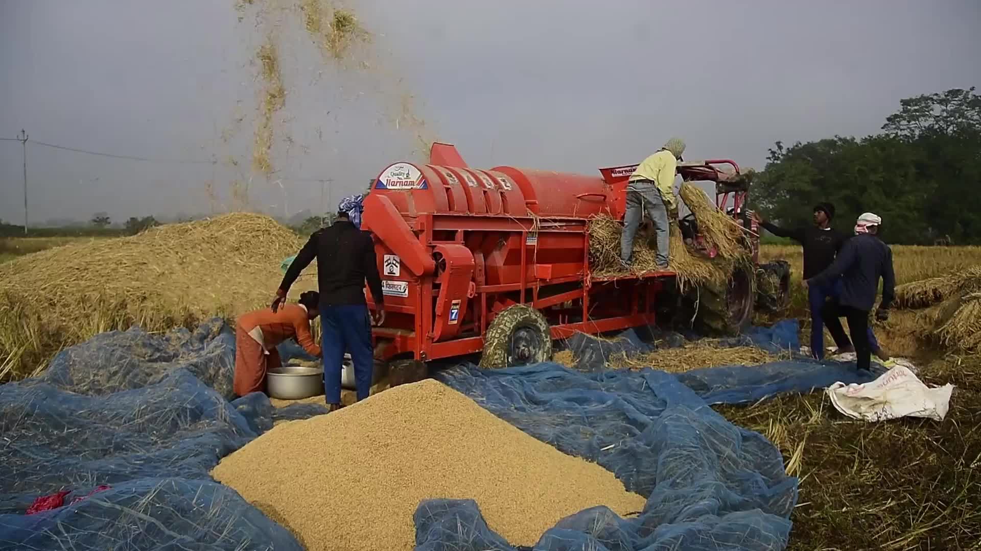 Rice harvest in India 