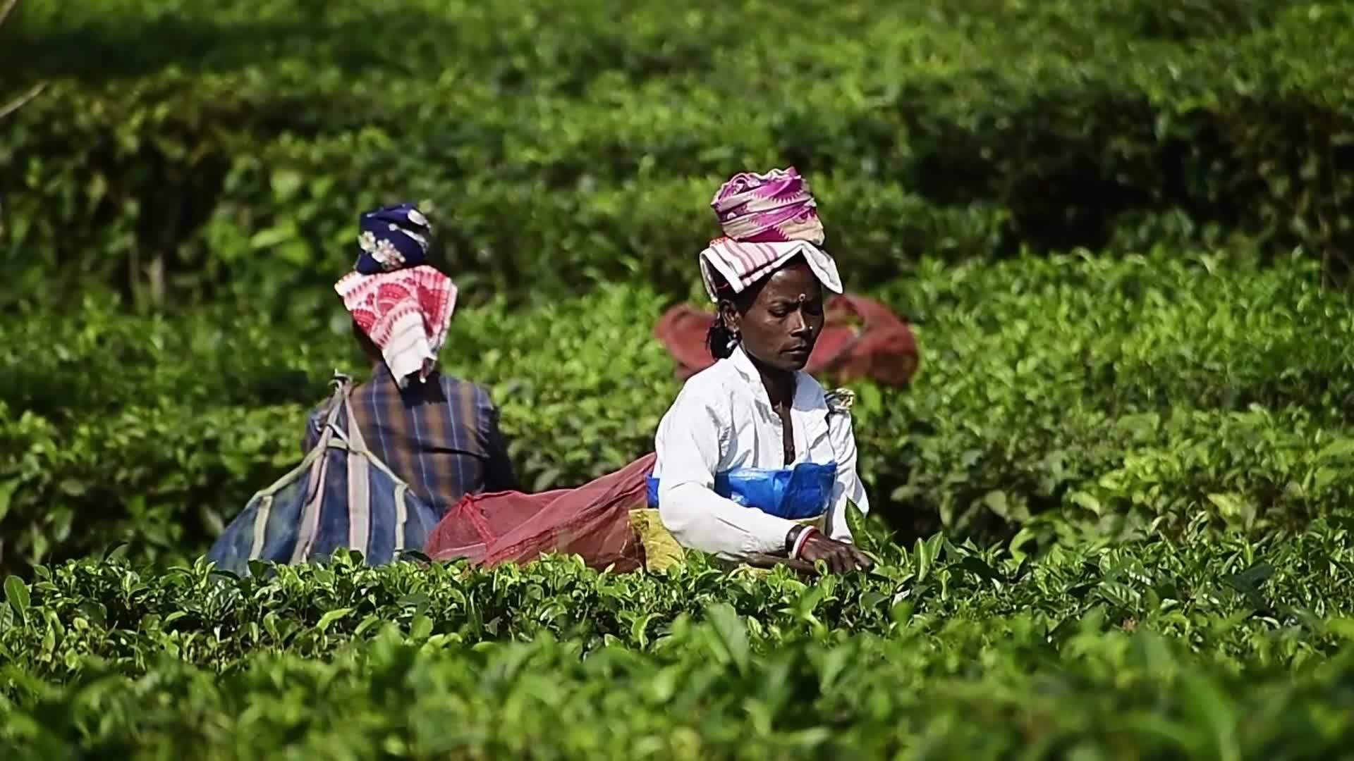 Tea harvest in India