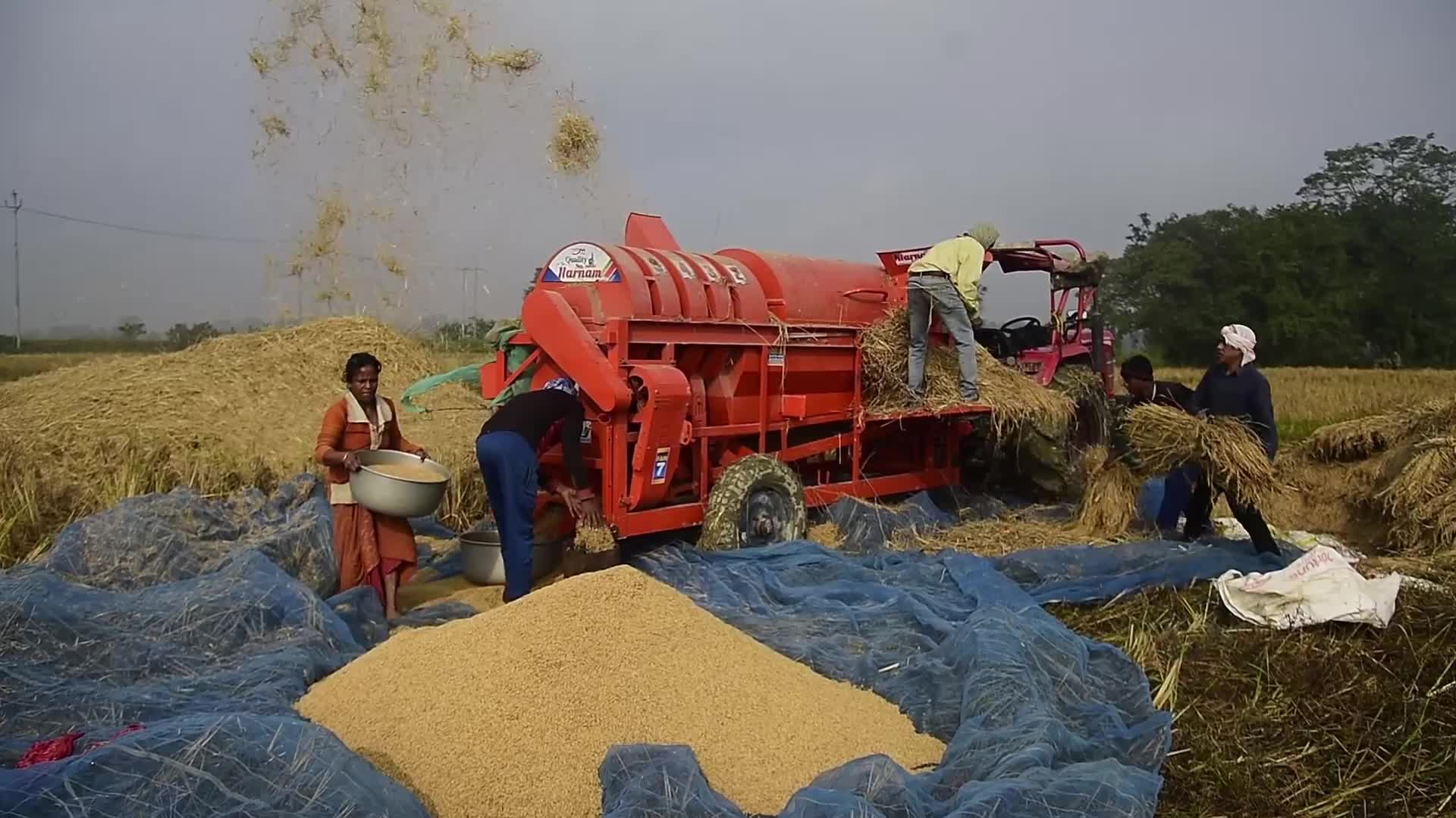 Rice harvest in India 