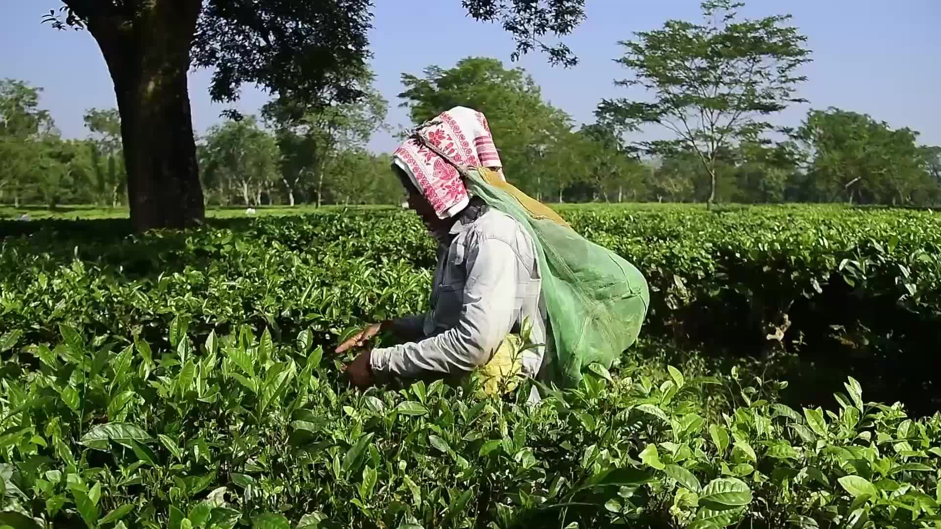 Tea harvest in India